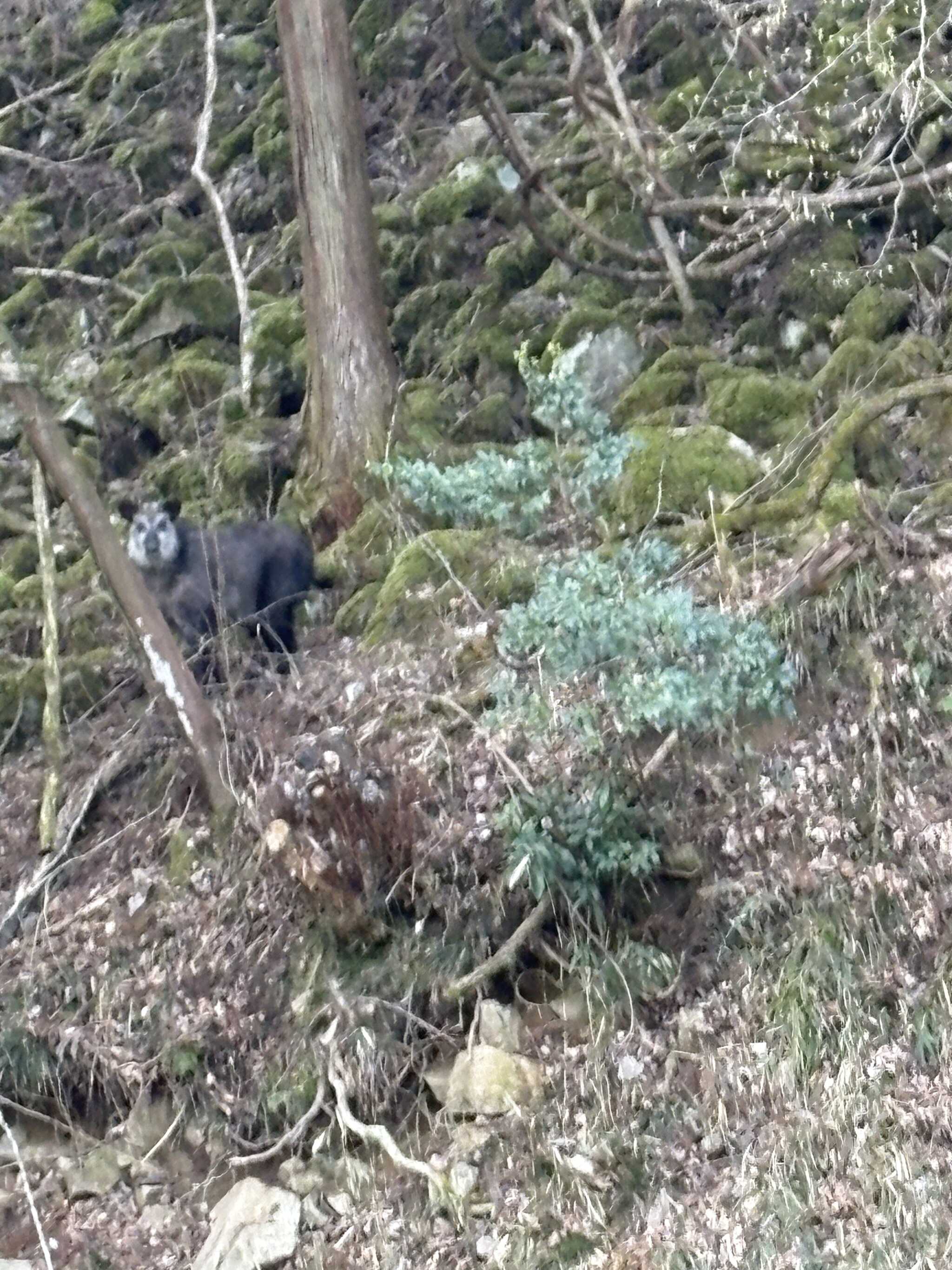 カモシカさん?に遭遇しました