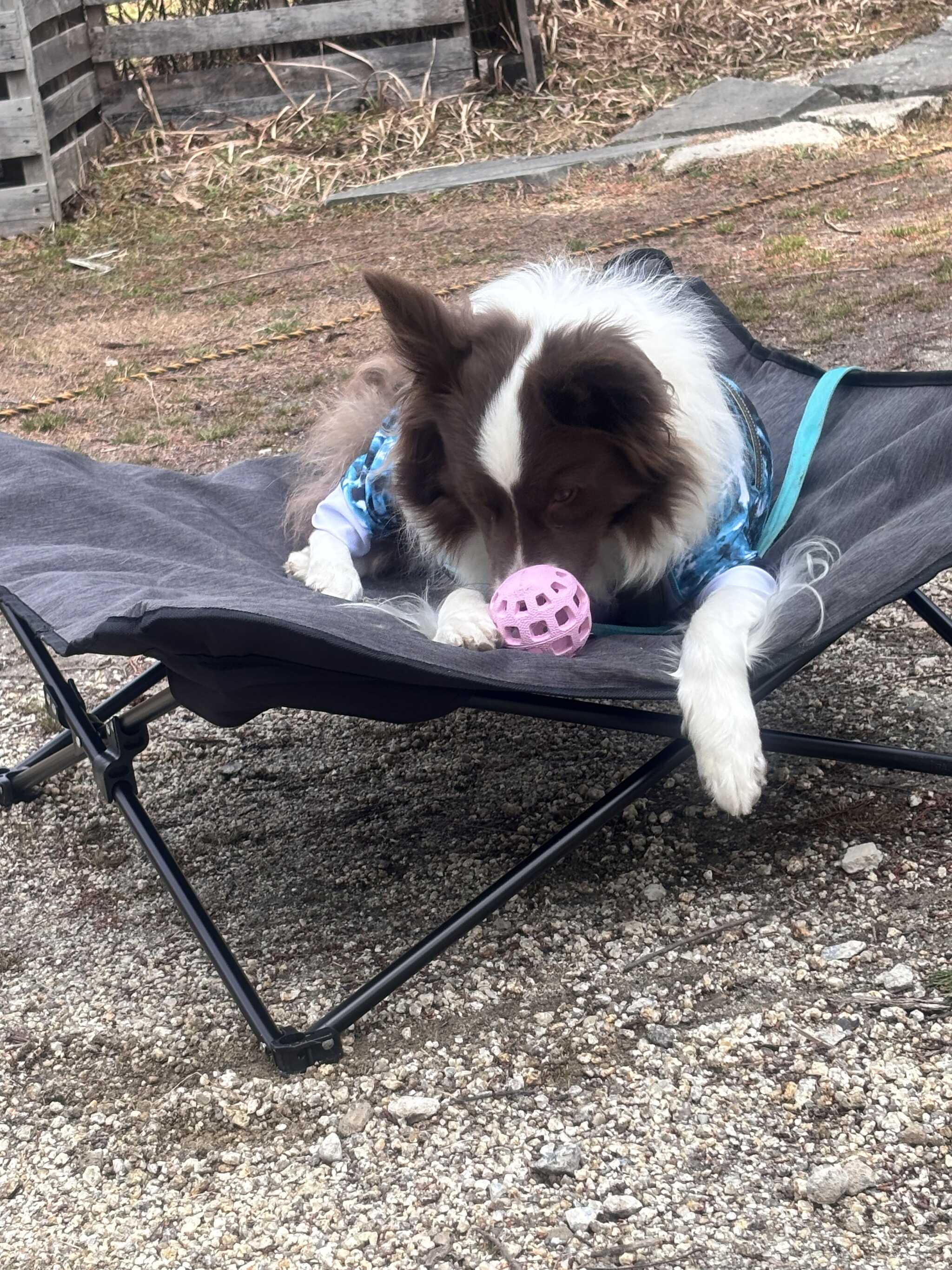 到着すぐの愛犬