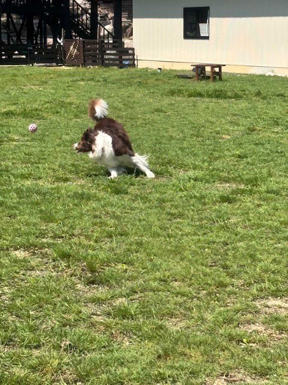 ドッグラン