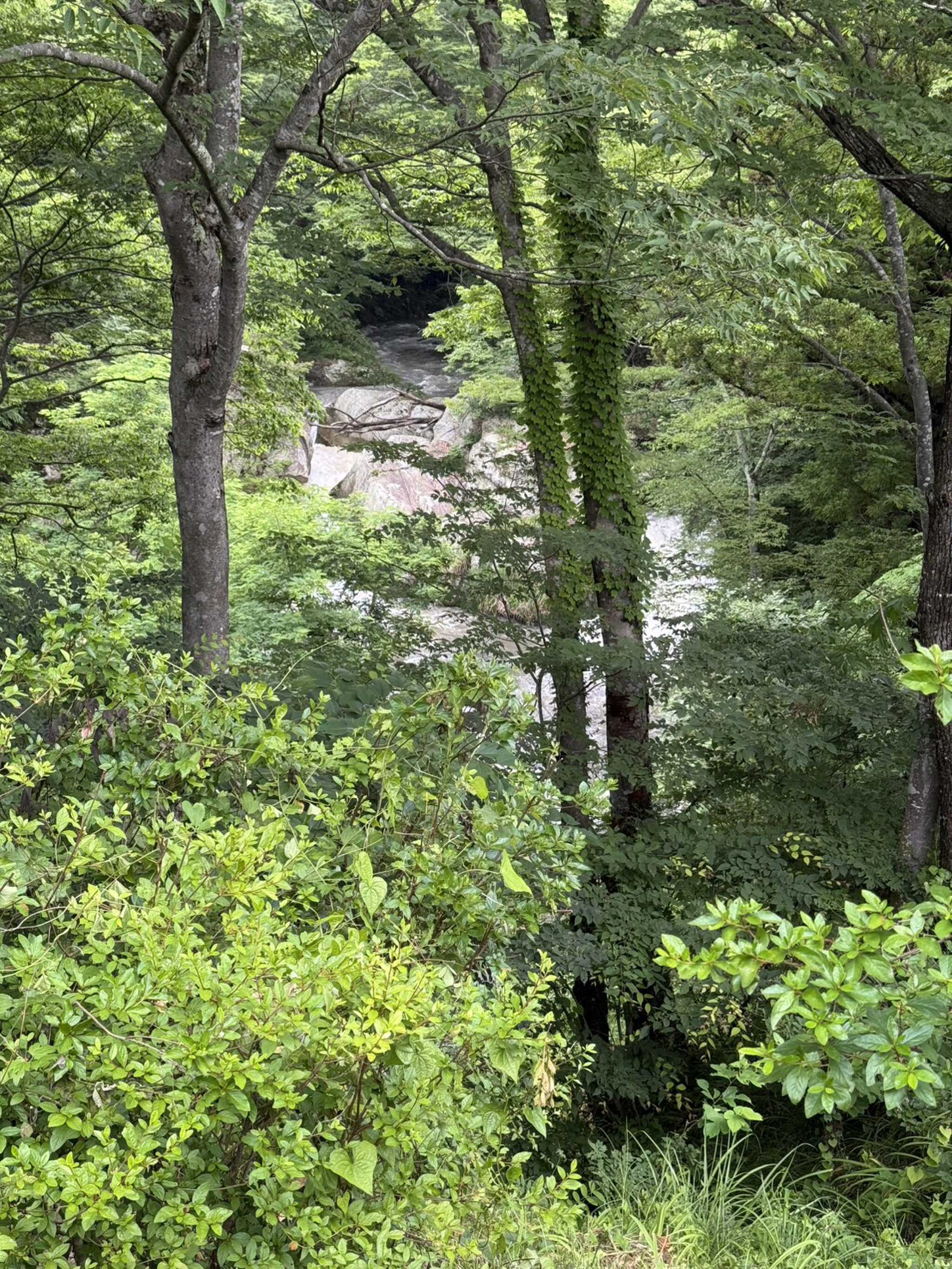近くの川
