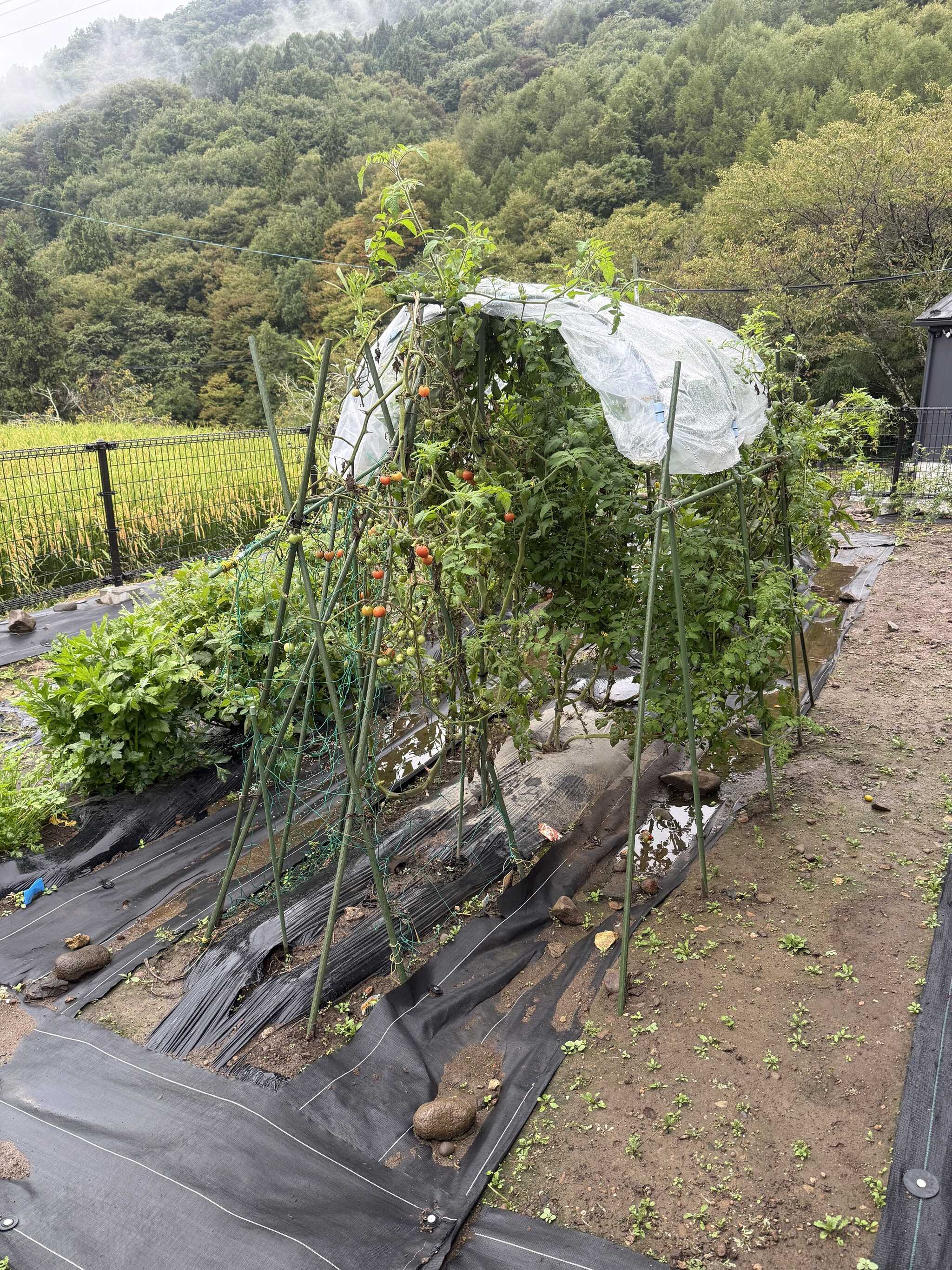 裏庭の菜園