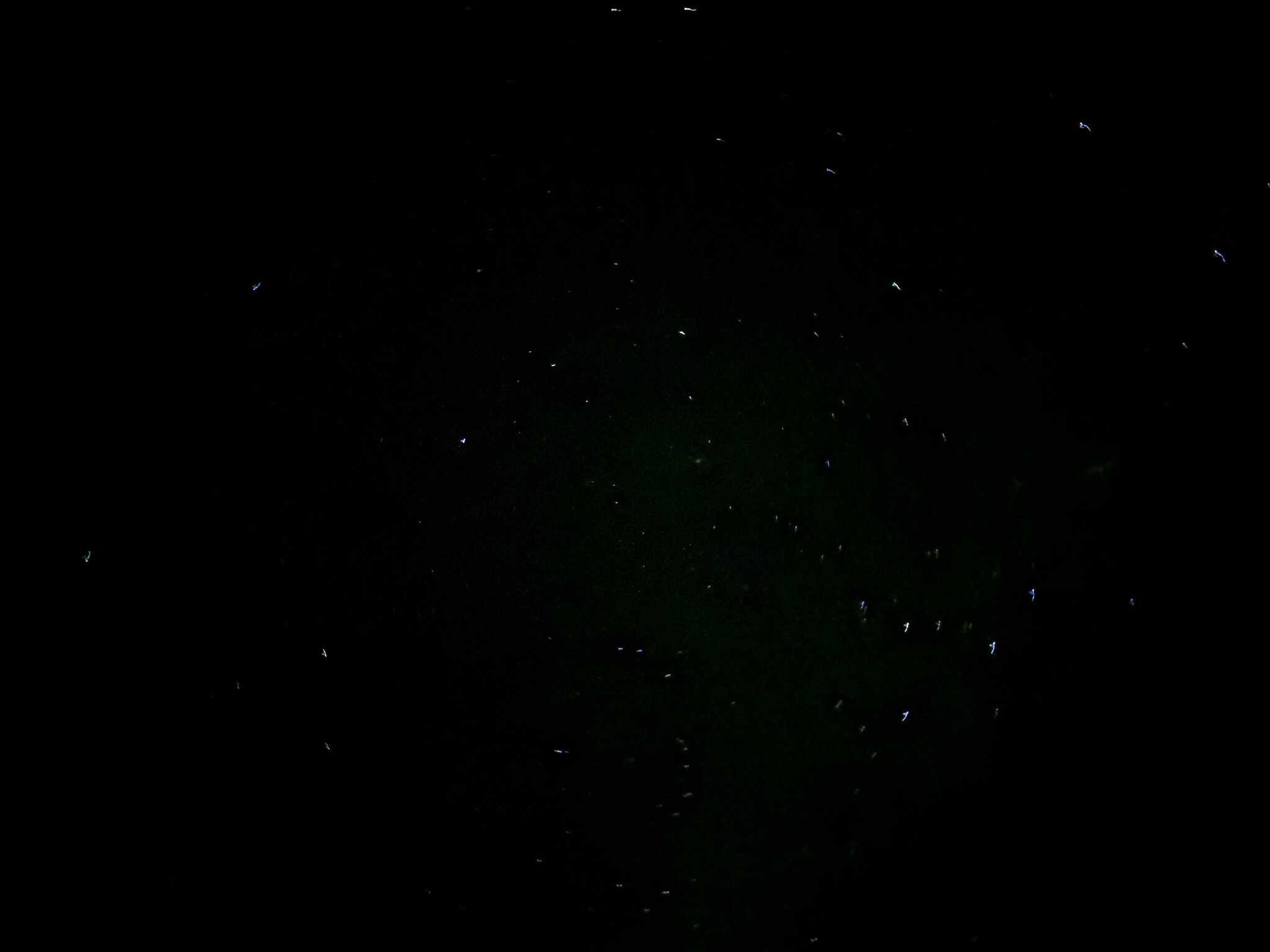 見れた星4