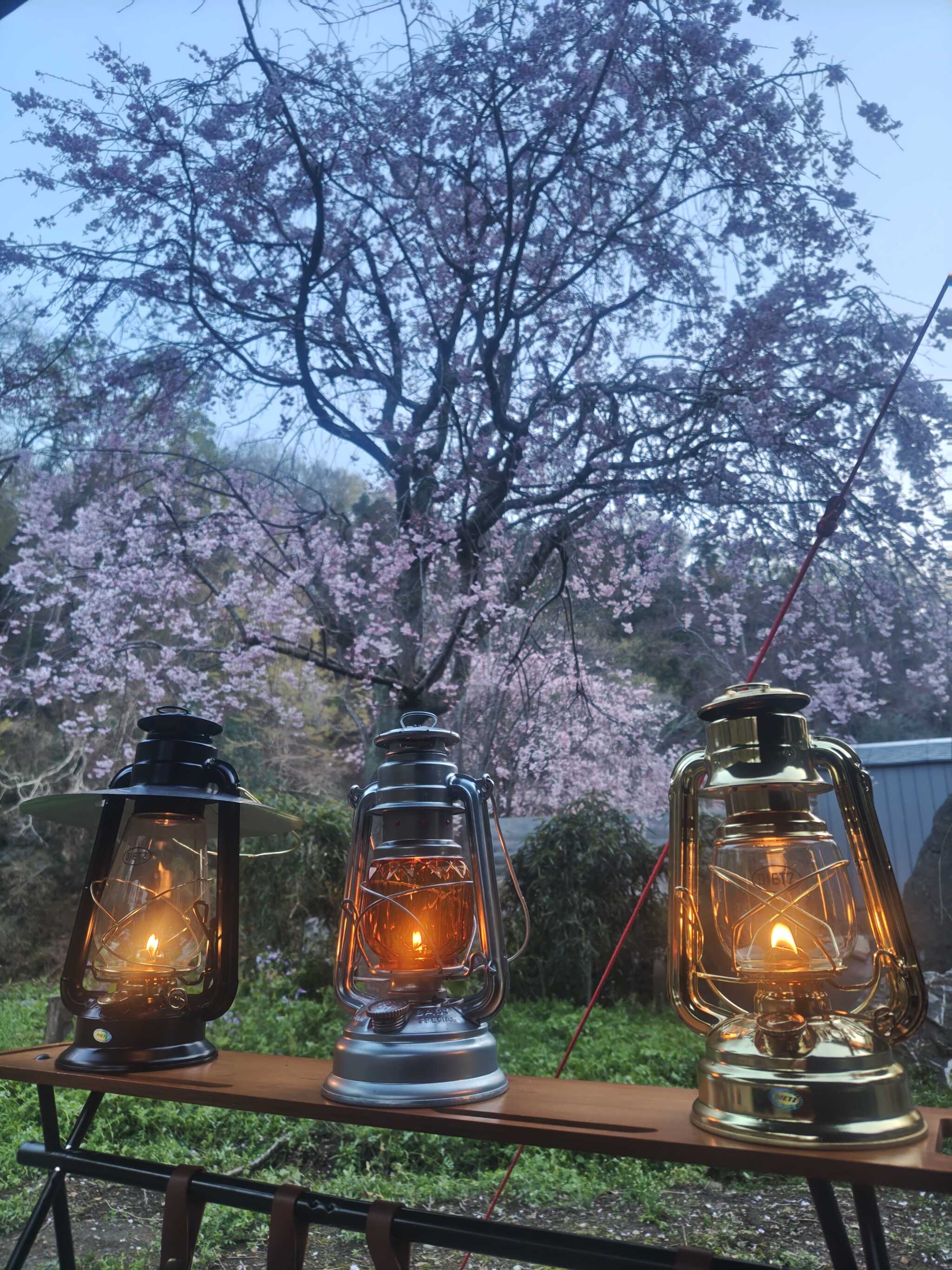 枝垂桜とランタン