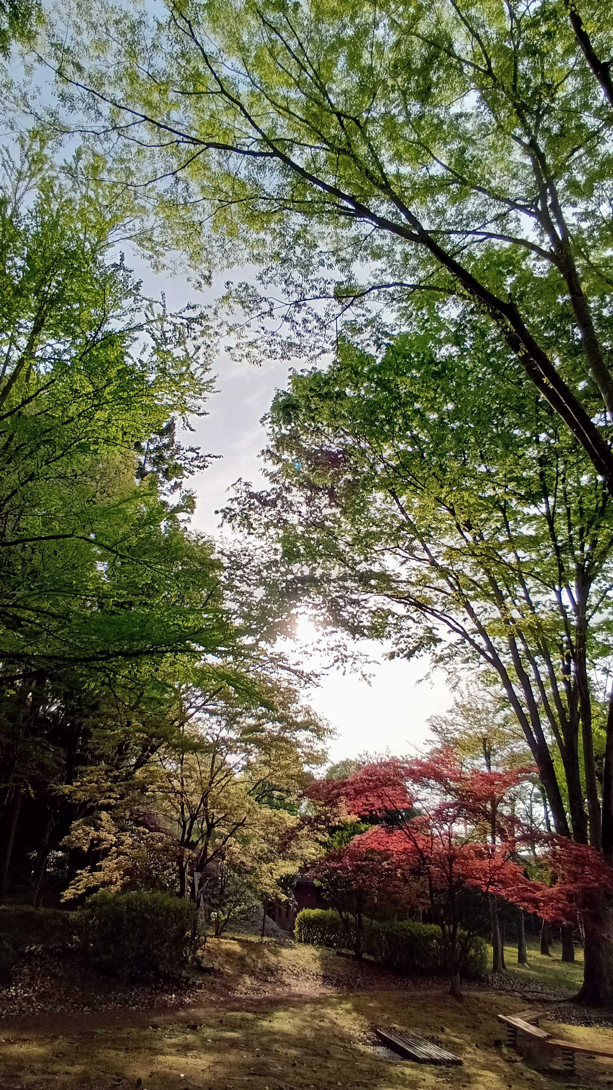 朝んぽ