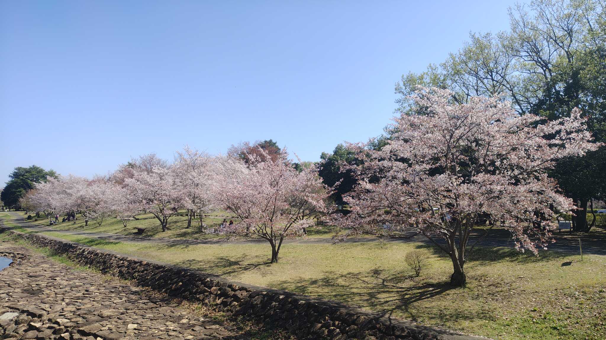 桜