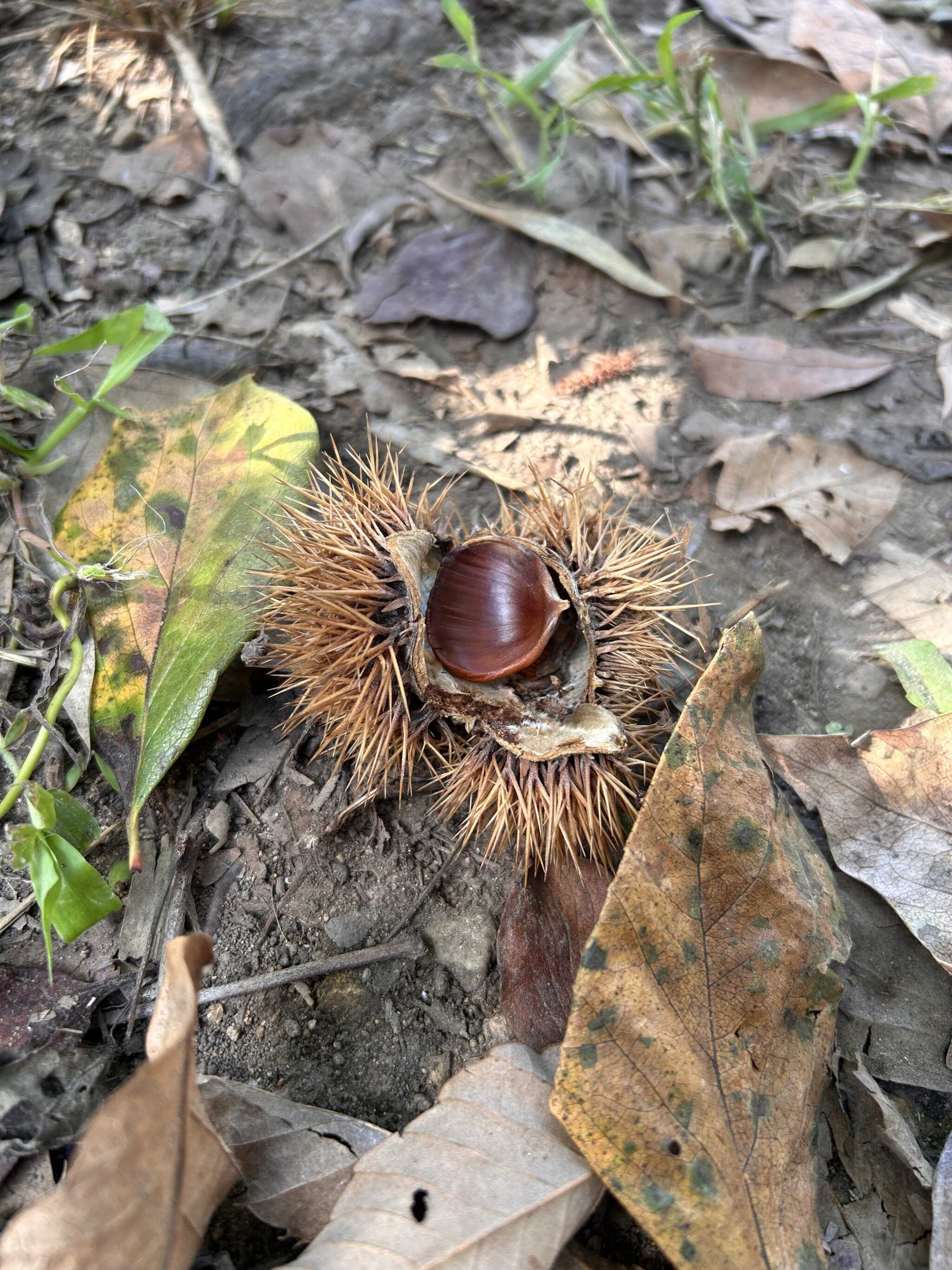 栗も落ちてました