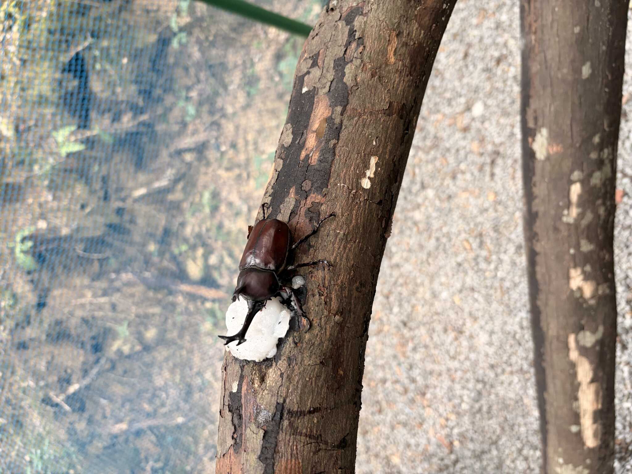 カブトムシ