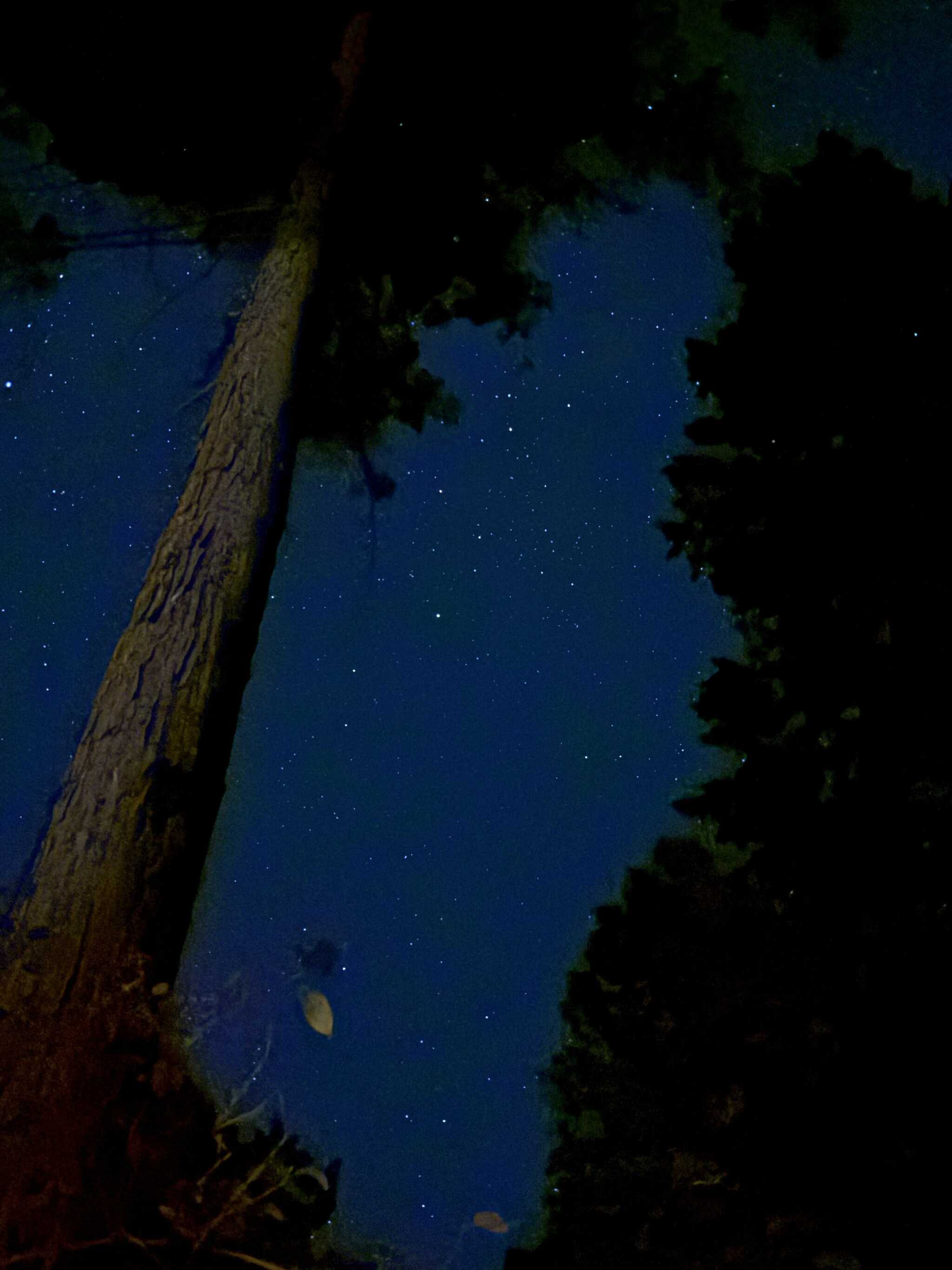 夜空は樹々の合間に星々が見えます