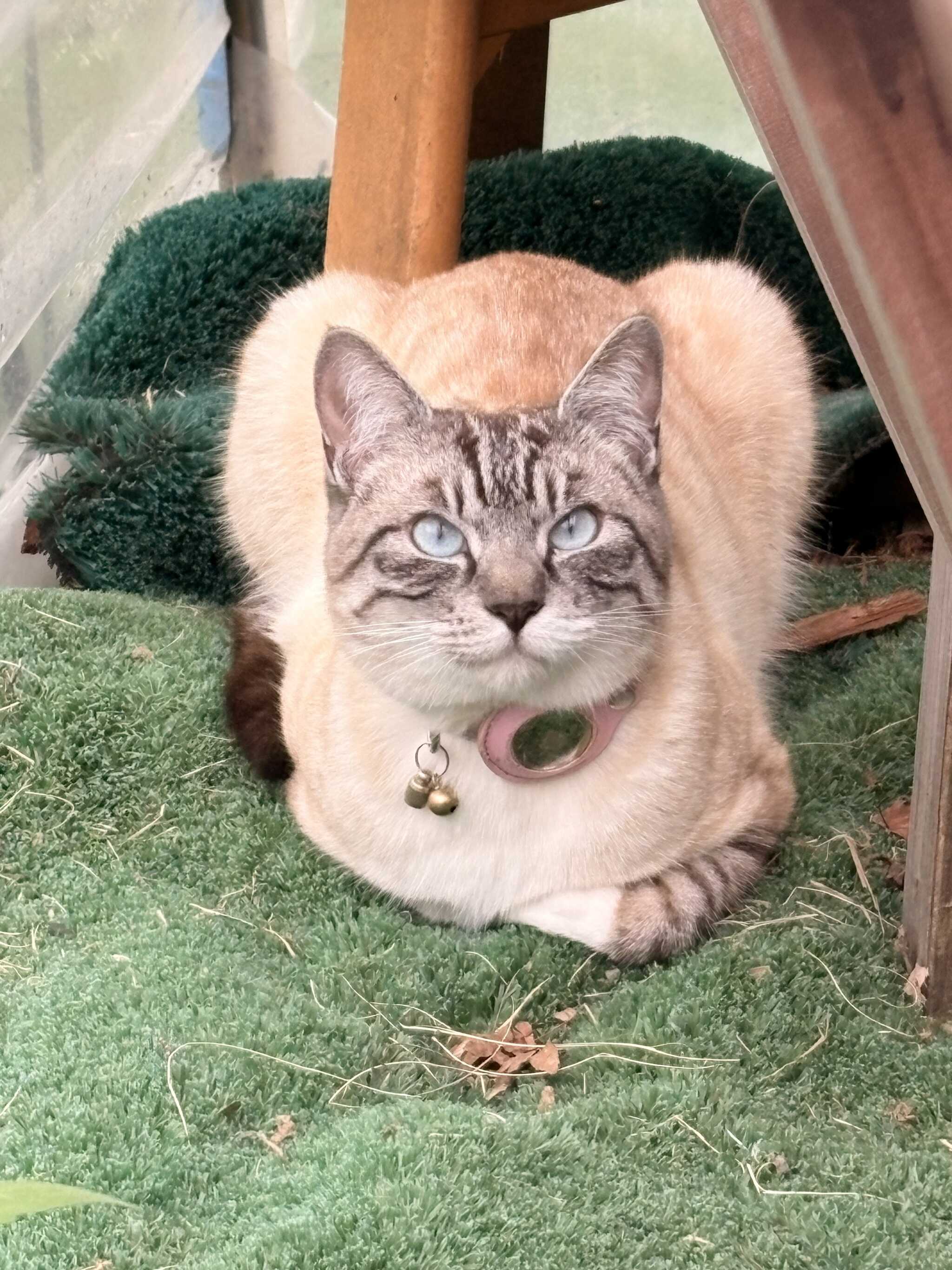 看板猫