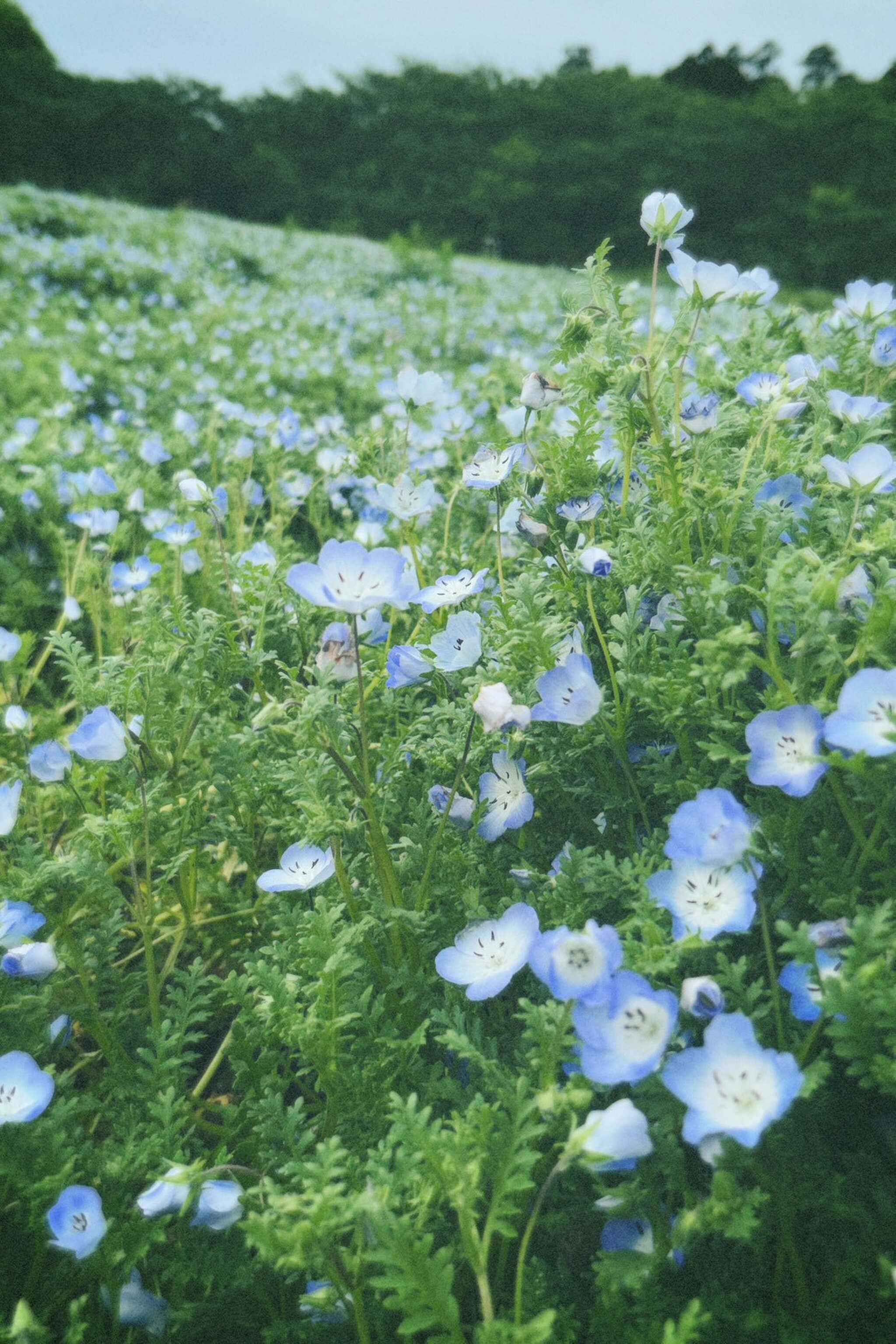 ネモフィラ