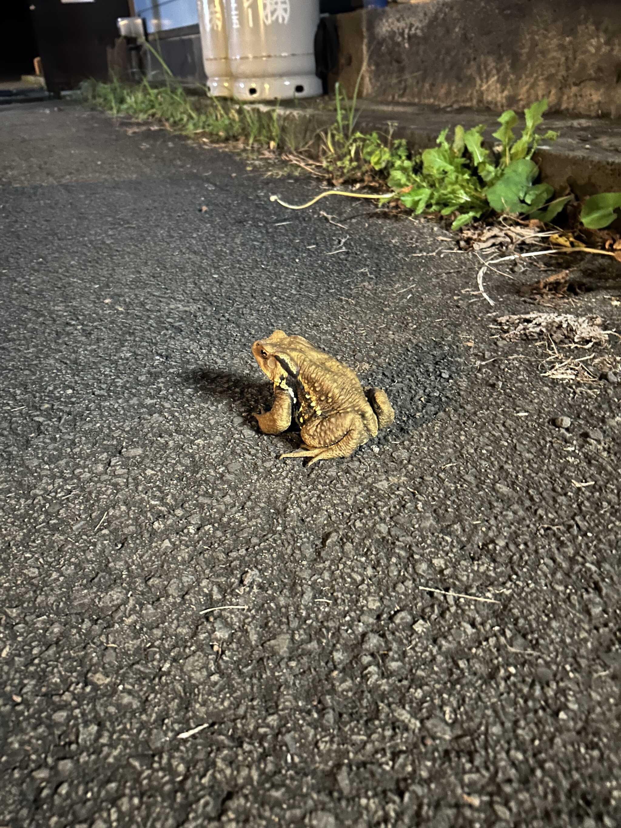 カエル笑