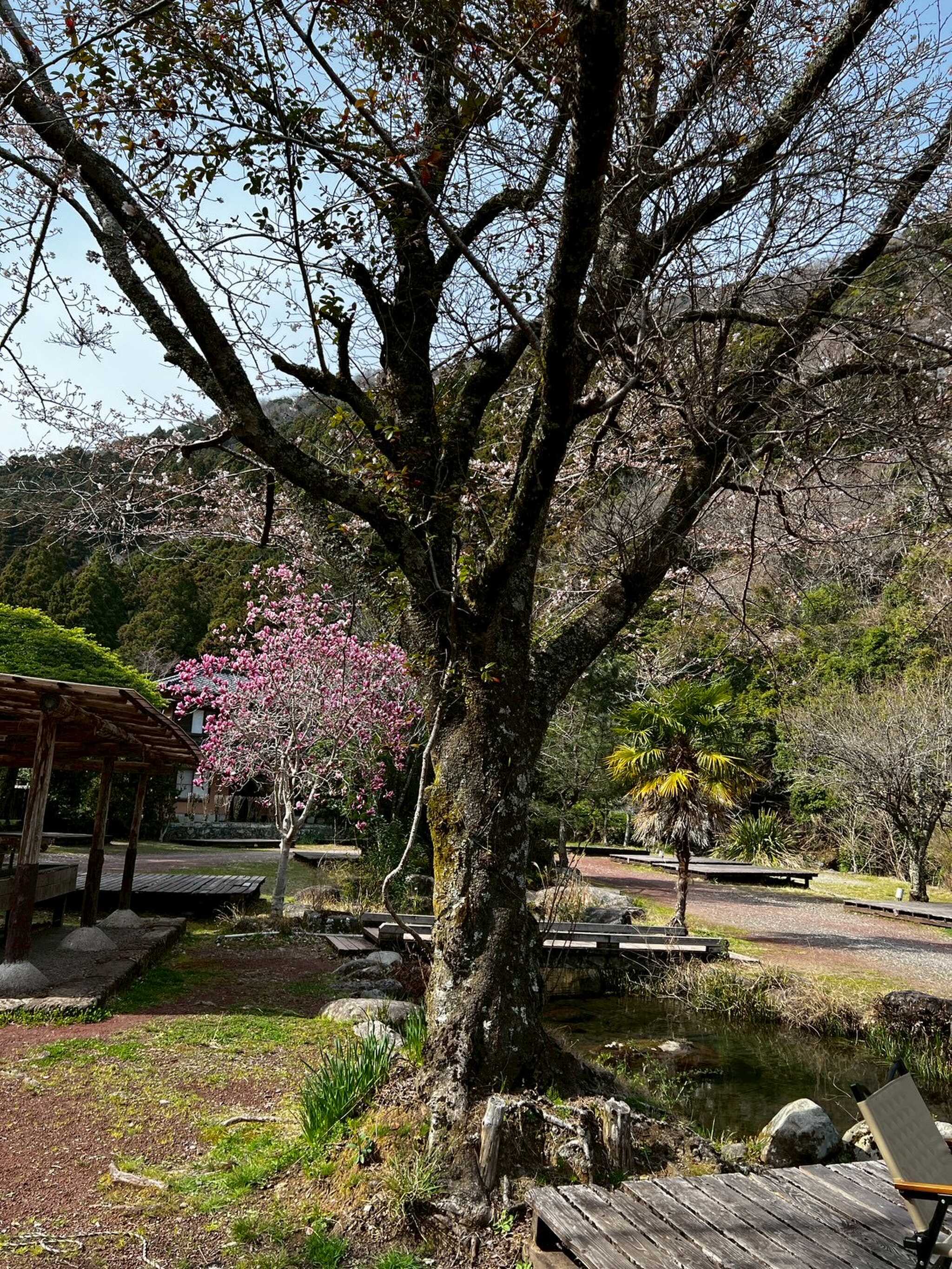 手前が桜の木