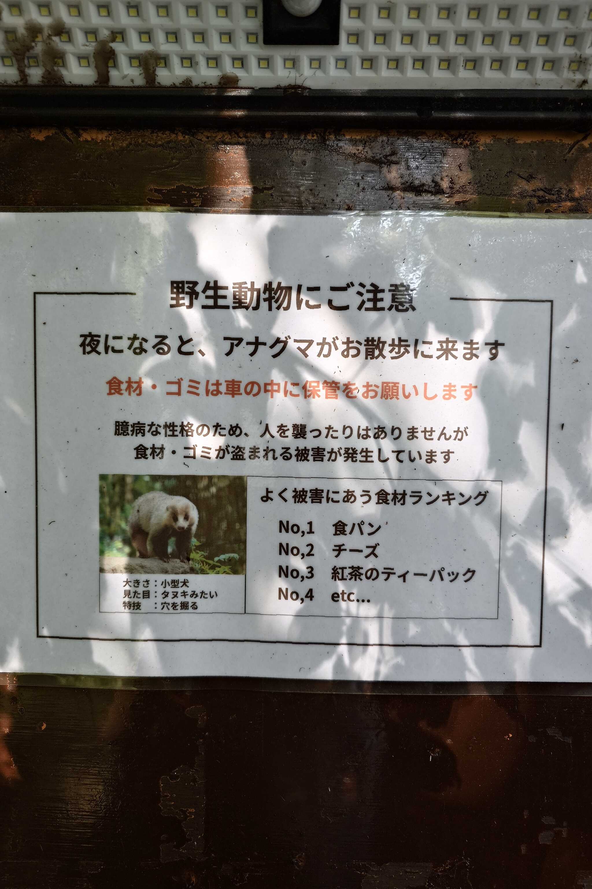 アナグマが夜に散歩してる