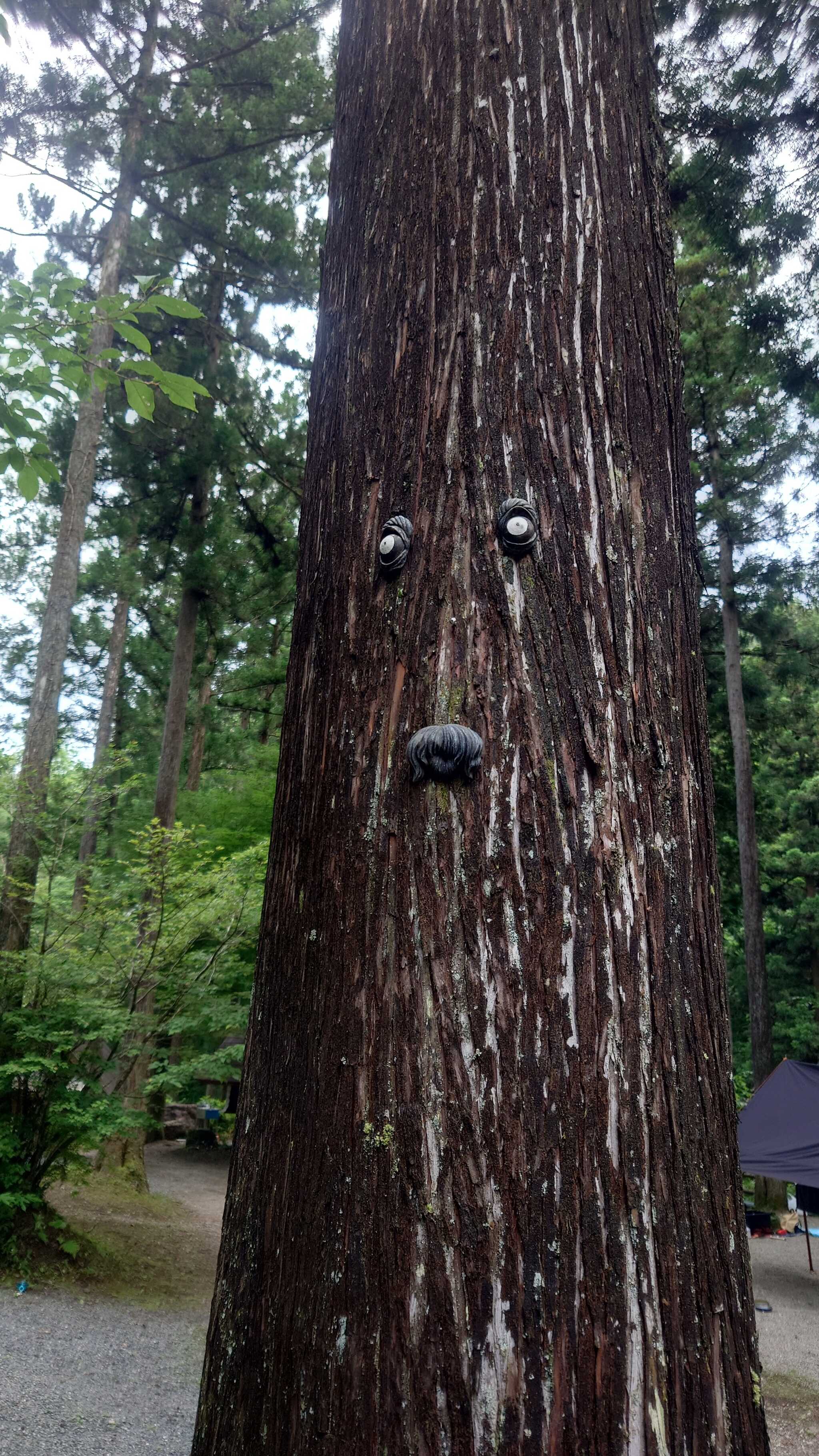 木の妖精がいるみたいです。