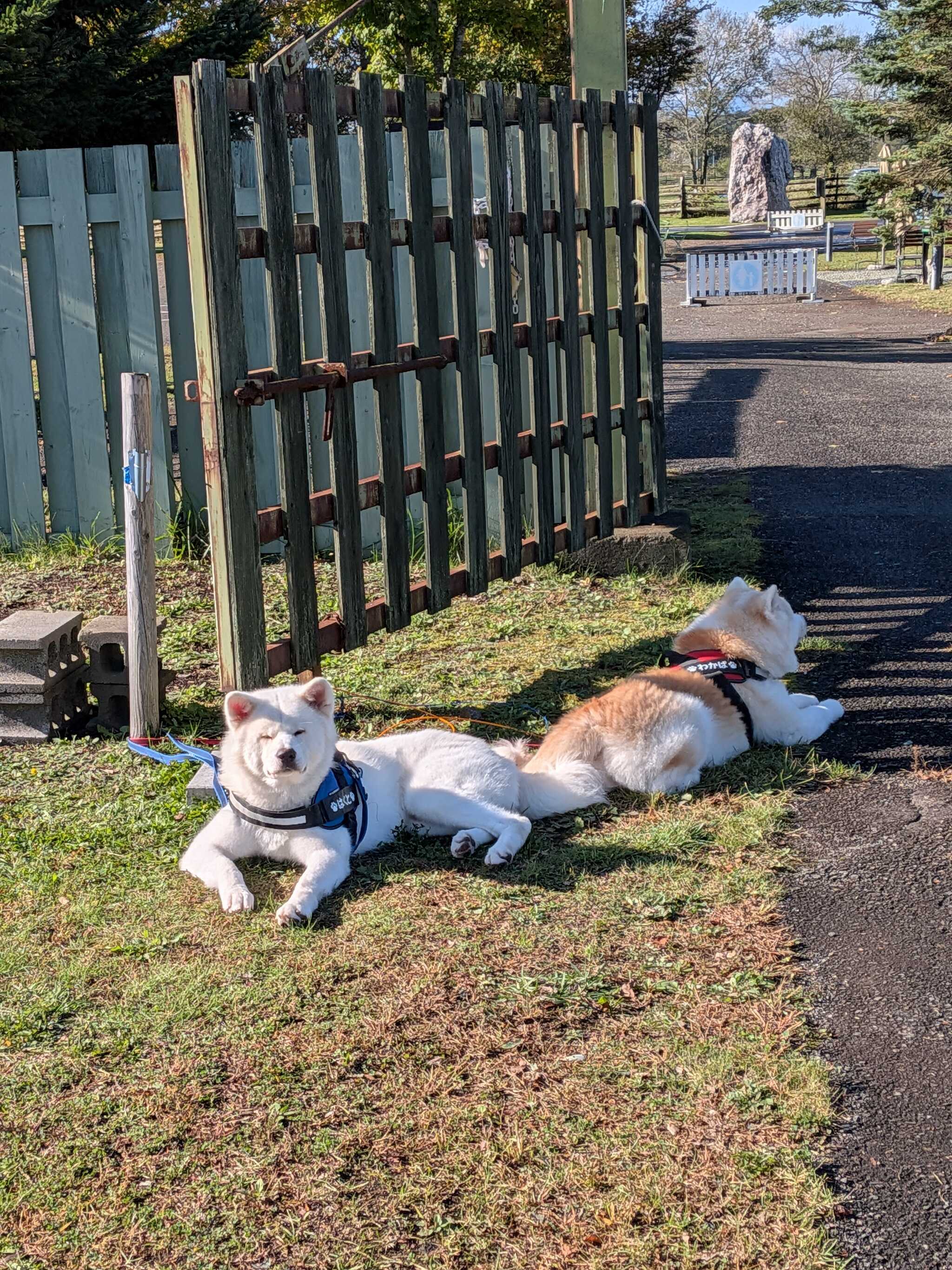 犬達ものんびり朝から日向ぼっこしてました☺