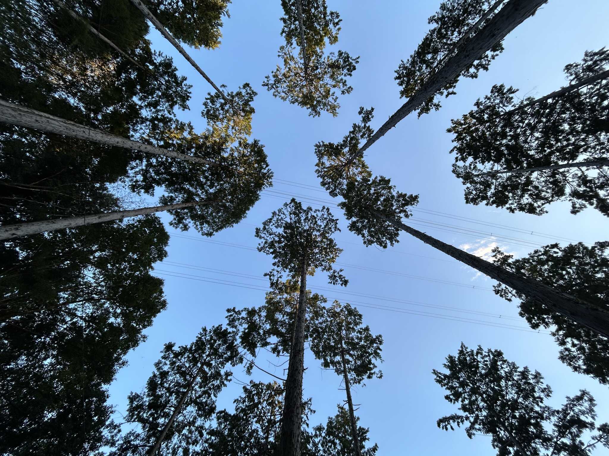 頭上の高木