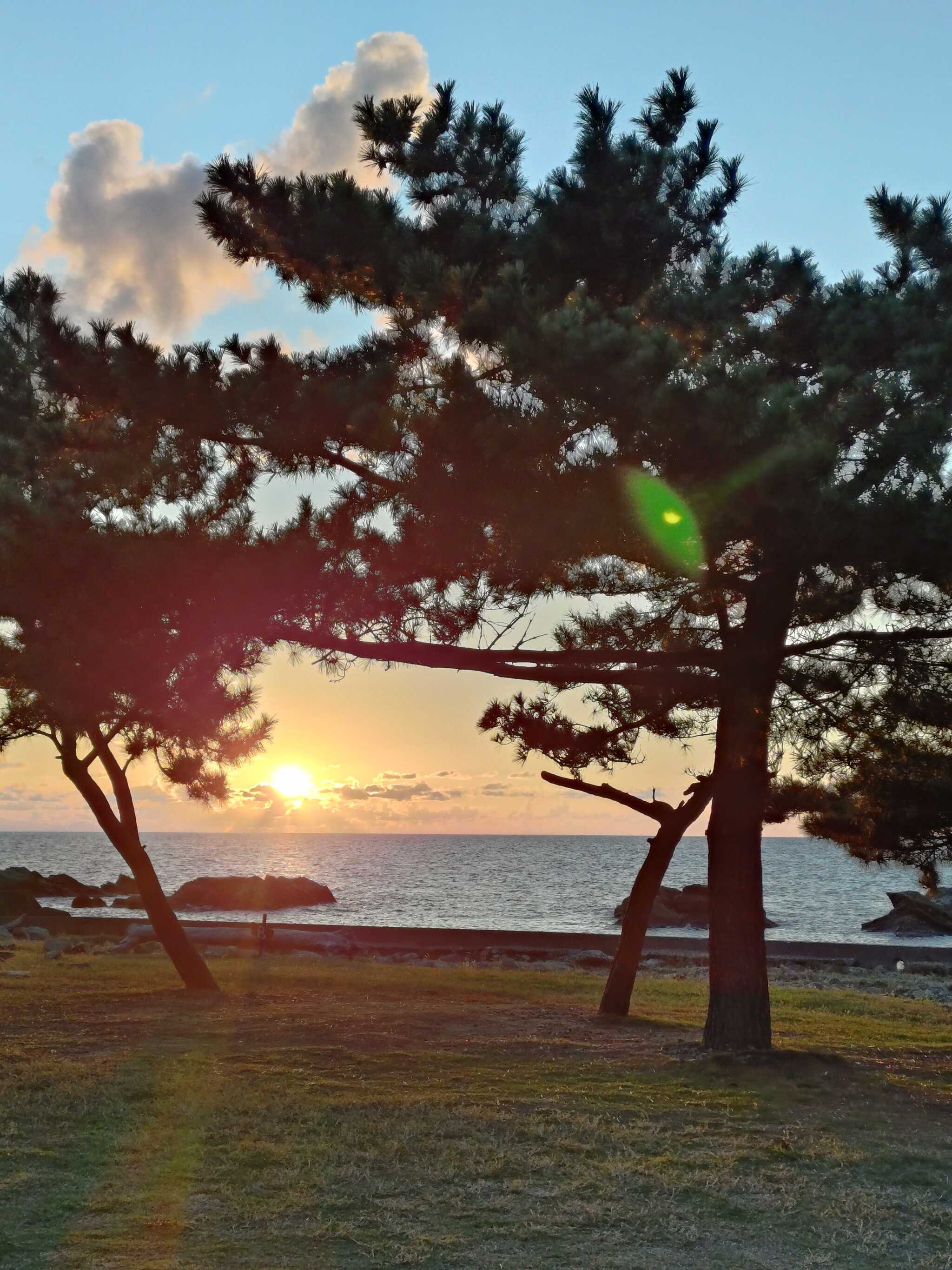 松の木の間に沈む夕日
