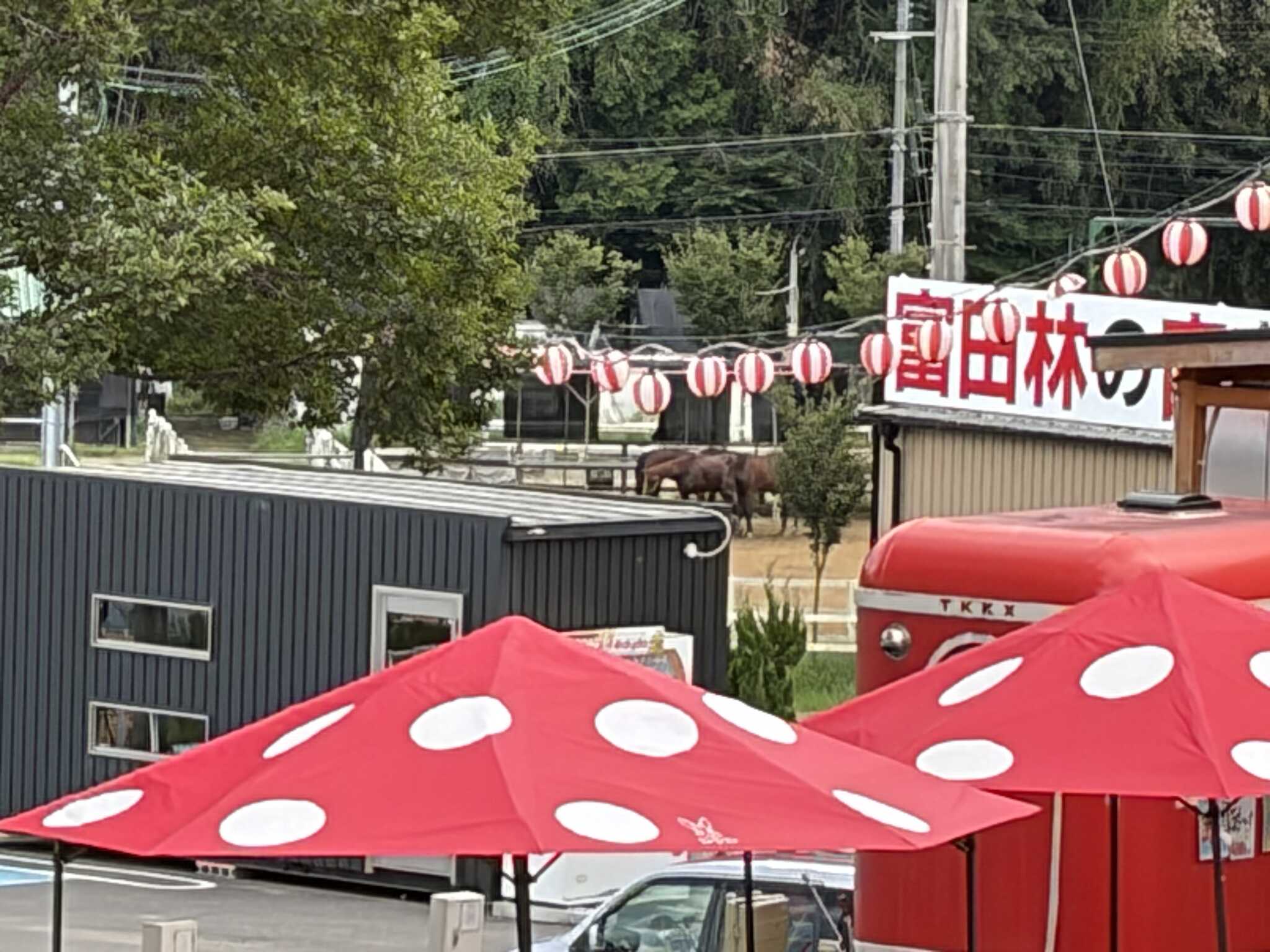近くに馬がいました^_^