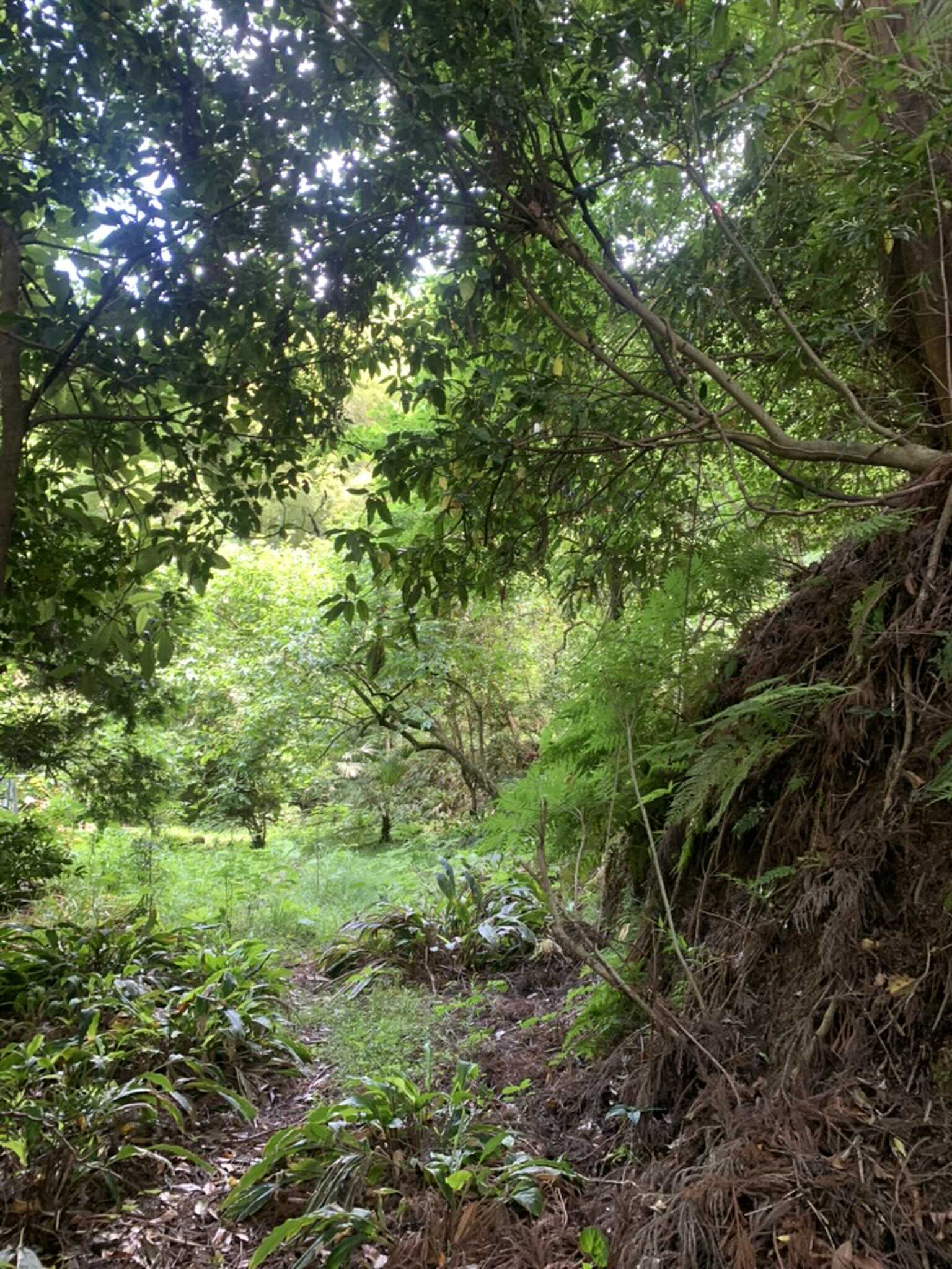 周辺の山の風景