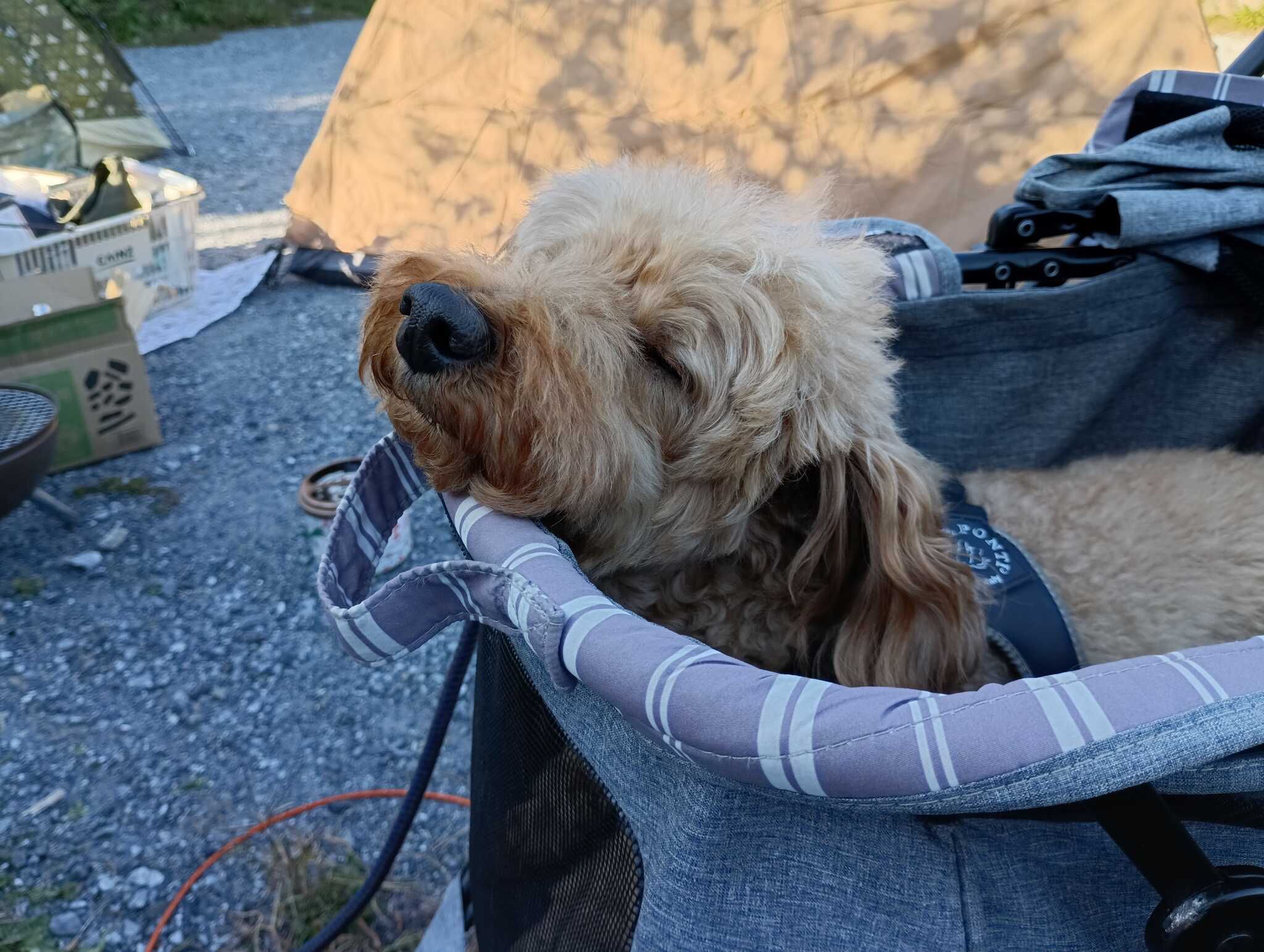 愛犬を連れて