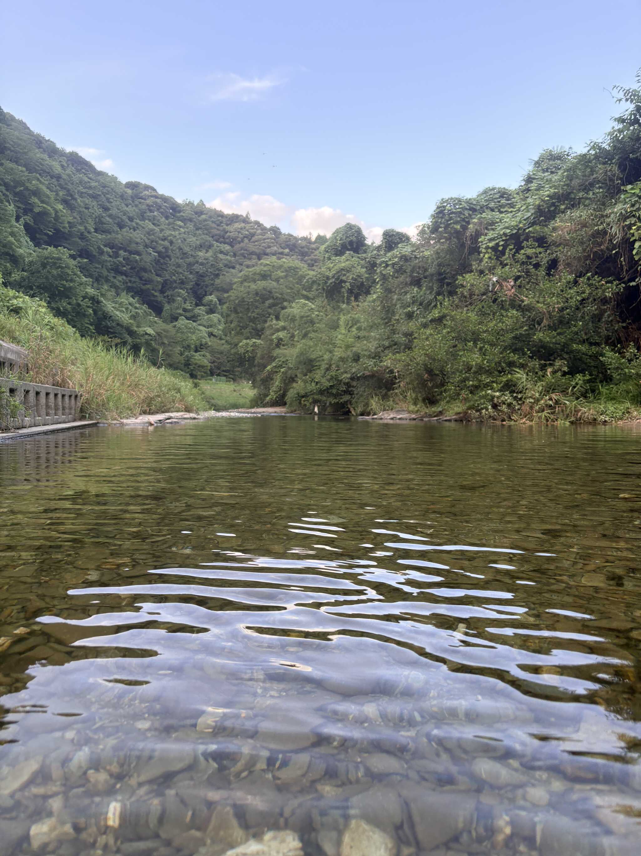 目の前の川、小魚沢山います