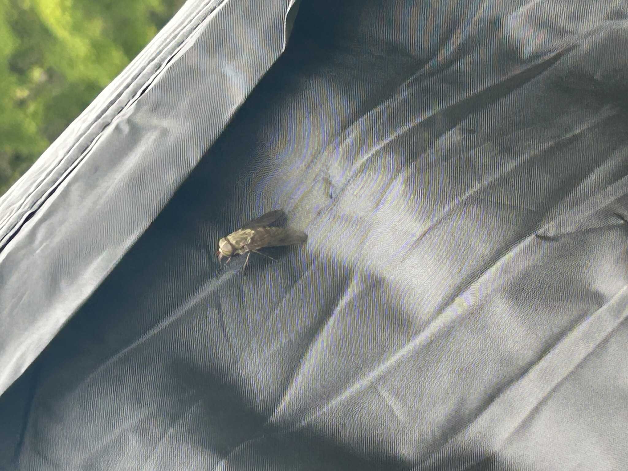 テントに常に5、6匹はひっついていました。