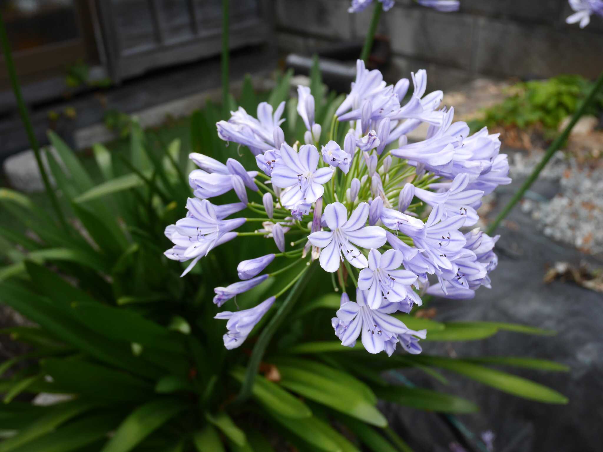 お庭に咲いていた綺麗なお花
