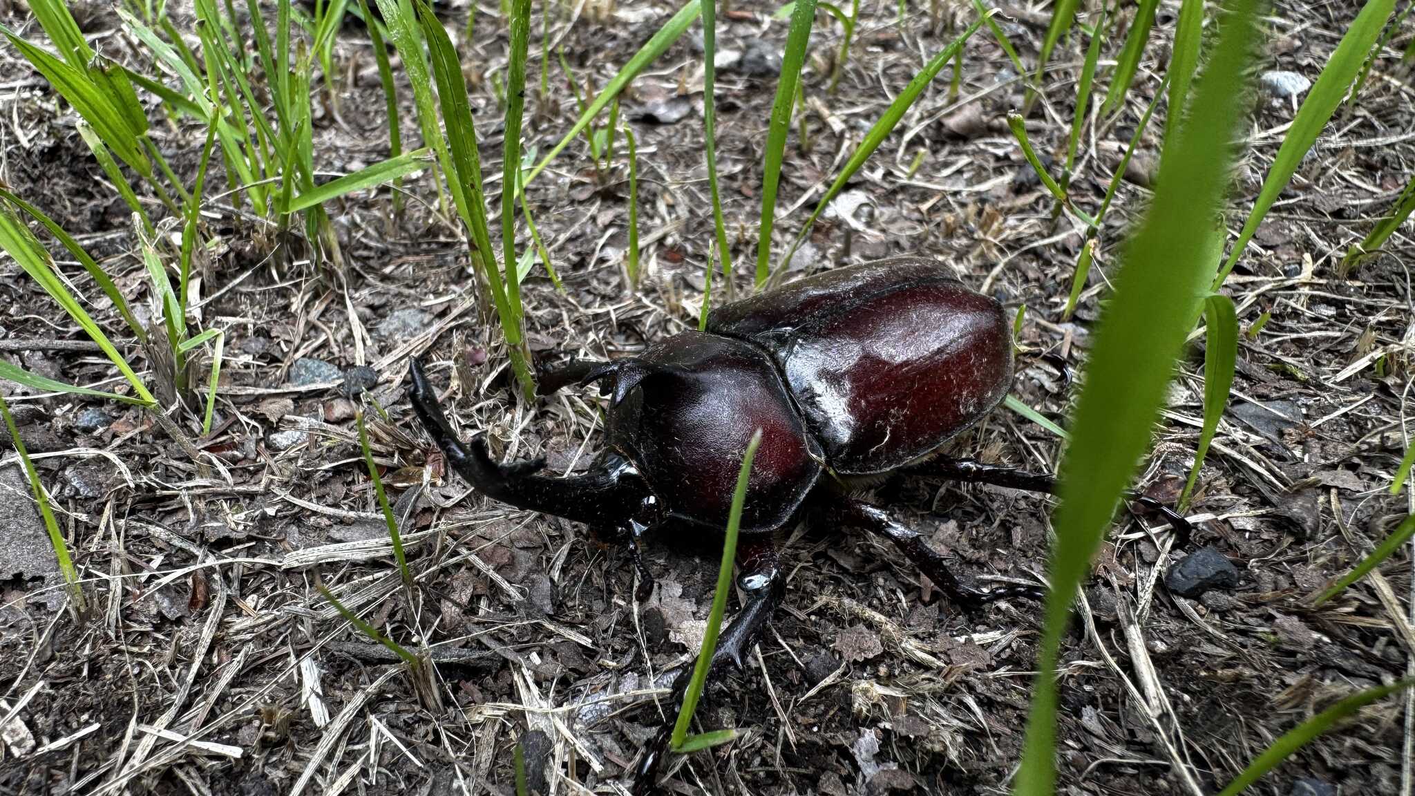 大きいカブトムシ!