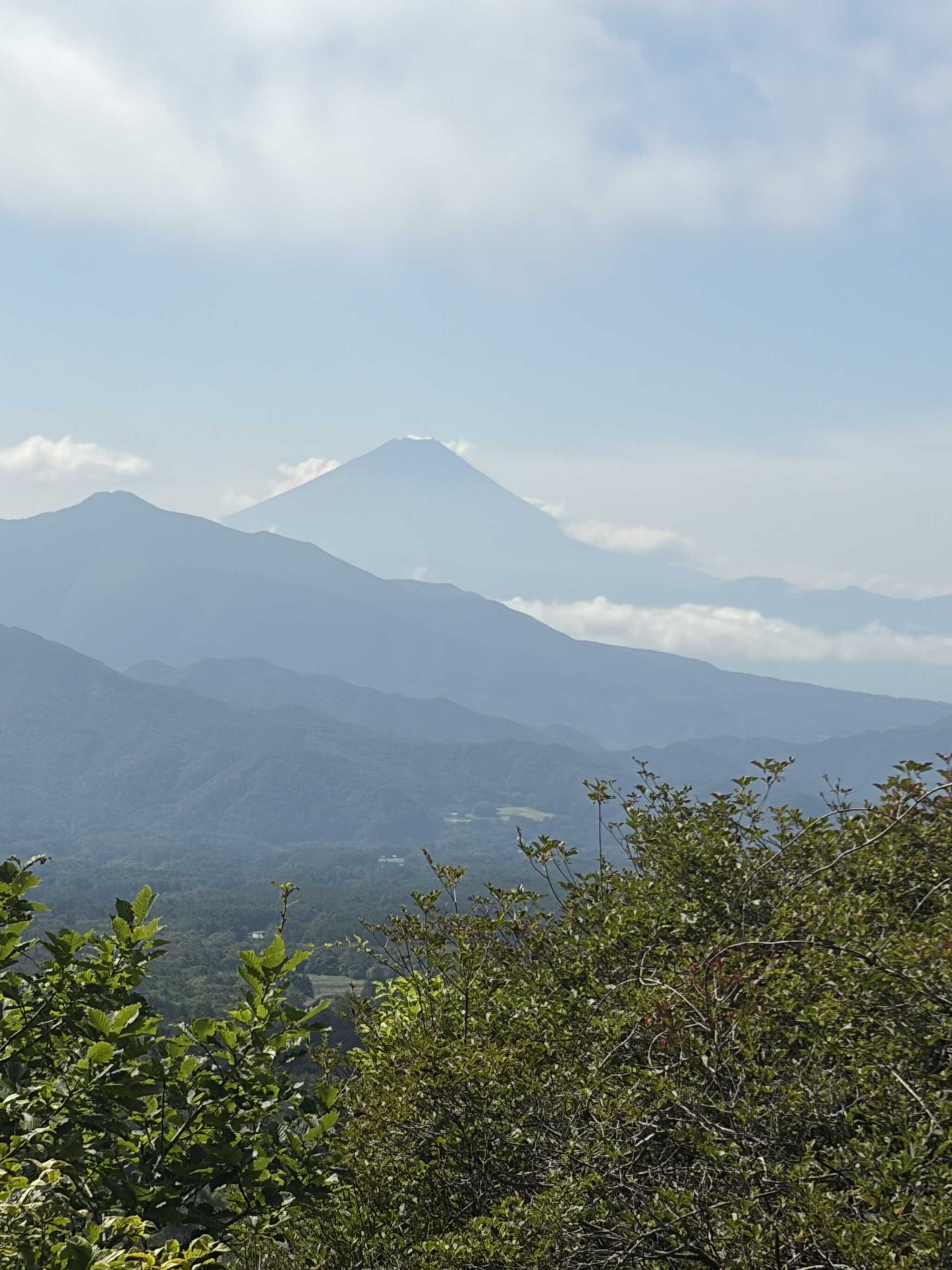 近くの美し森からの富士山
