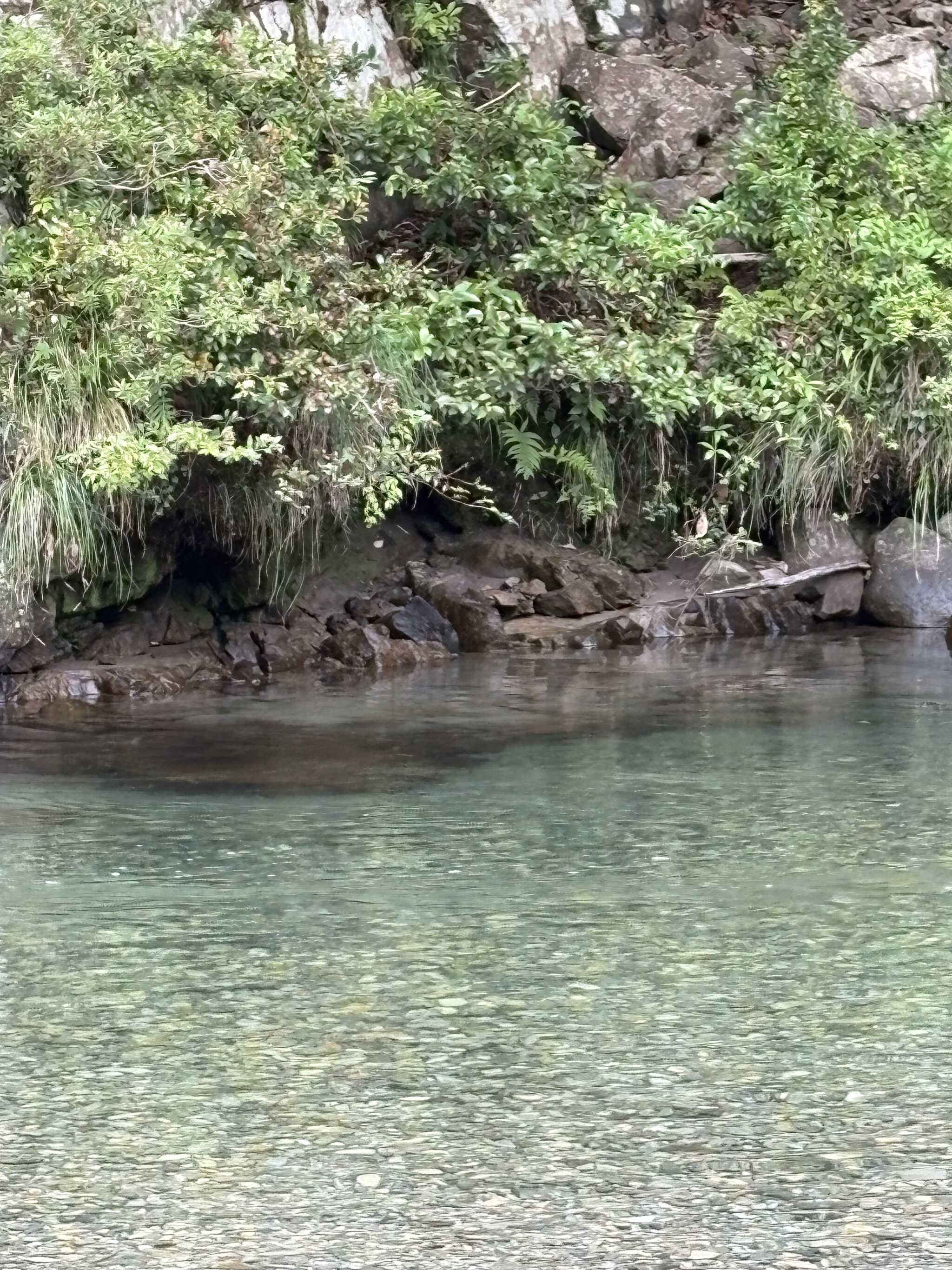 冷たくて透明度抜群の川です