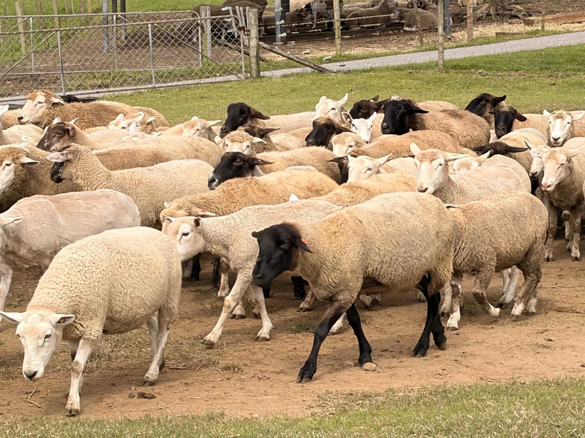 羊飼いの方がまとまる指示を出してくれてギュッと集まっている写真