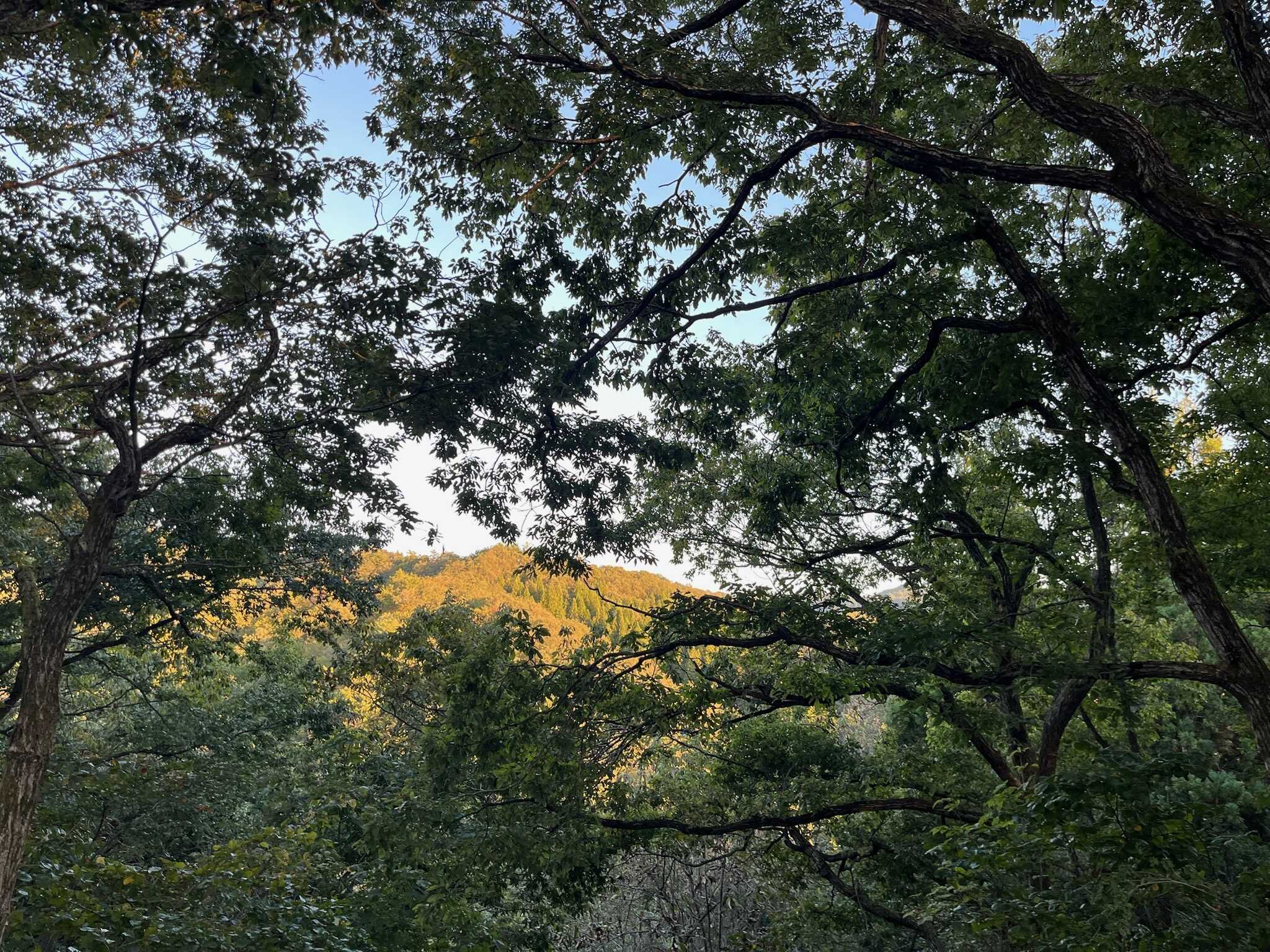 どんぐりの森サイトからの風景
