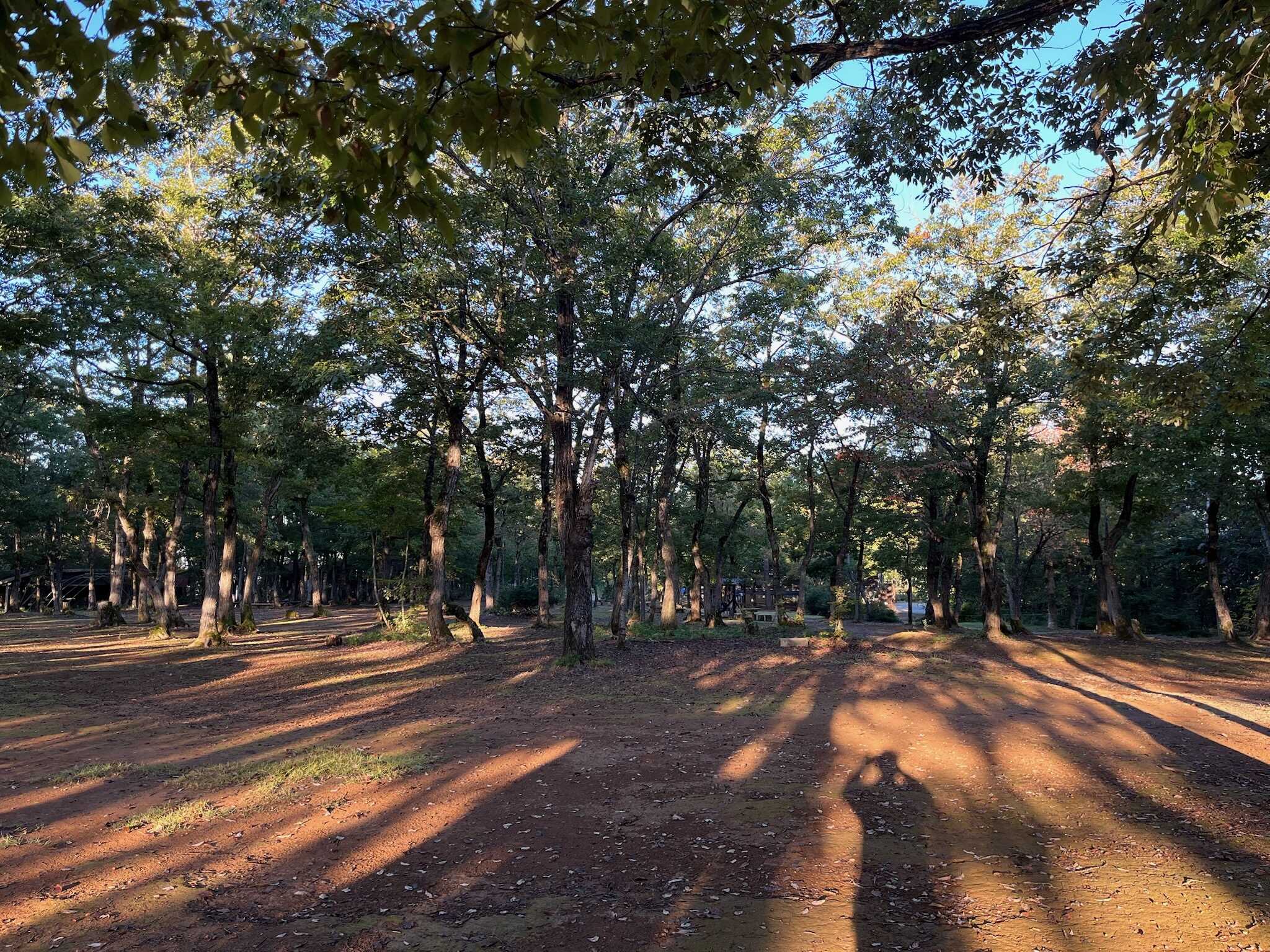どんぐりの森サイト内の風景