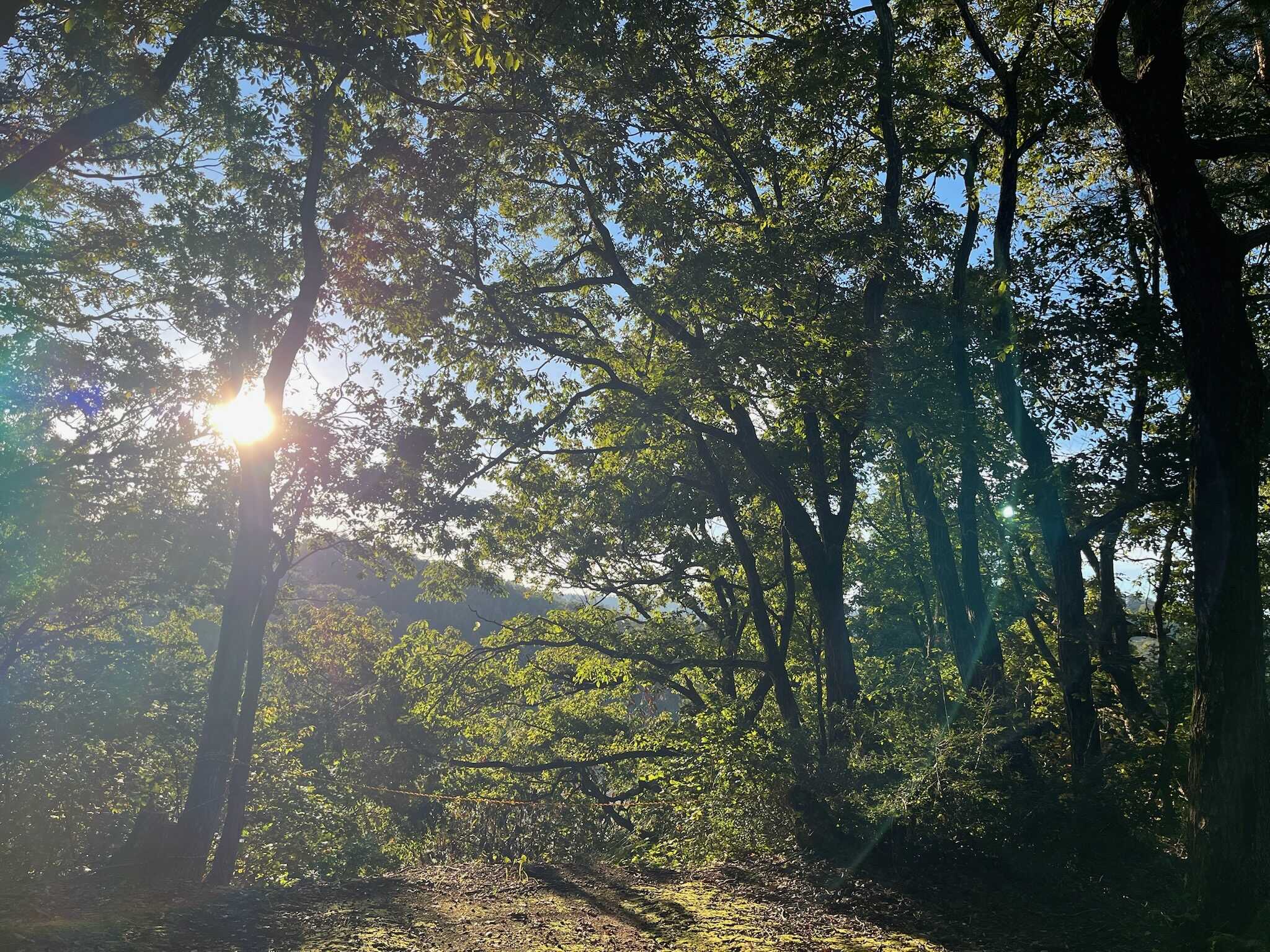 どんぐりの森サイトからの風景