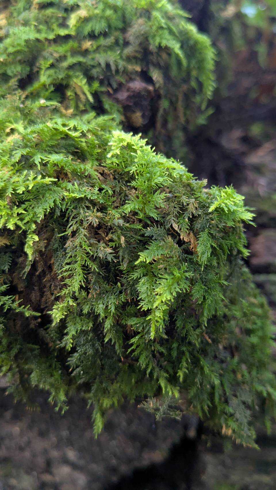 苔がキレイでした