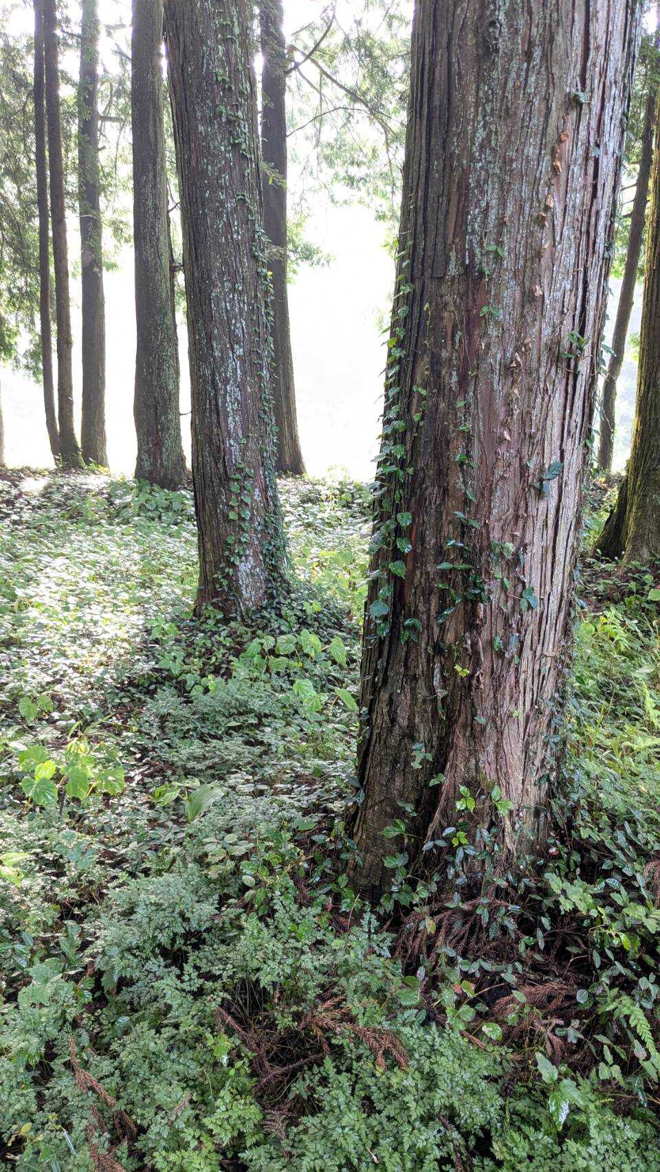 背の高い草はキレイに刈られています