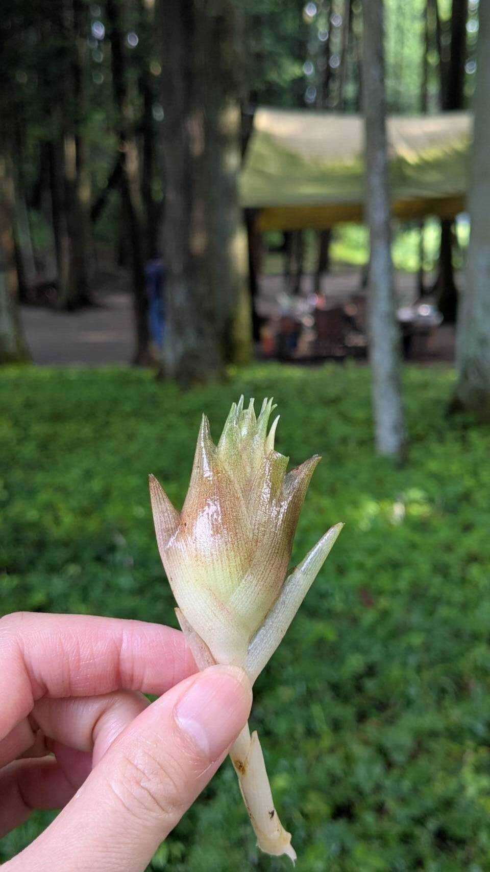 ミョウガが取らせてもらえました!