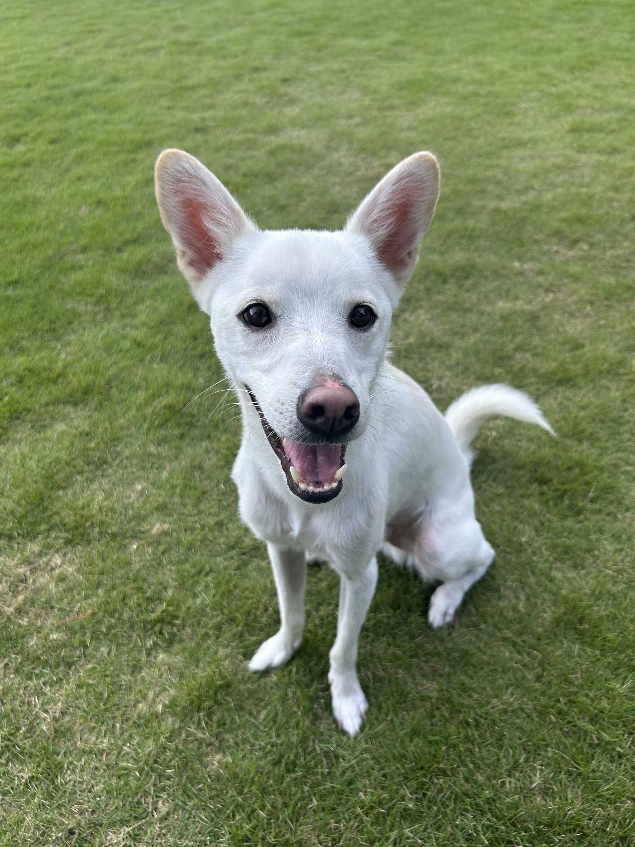 愛犬