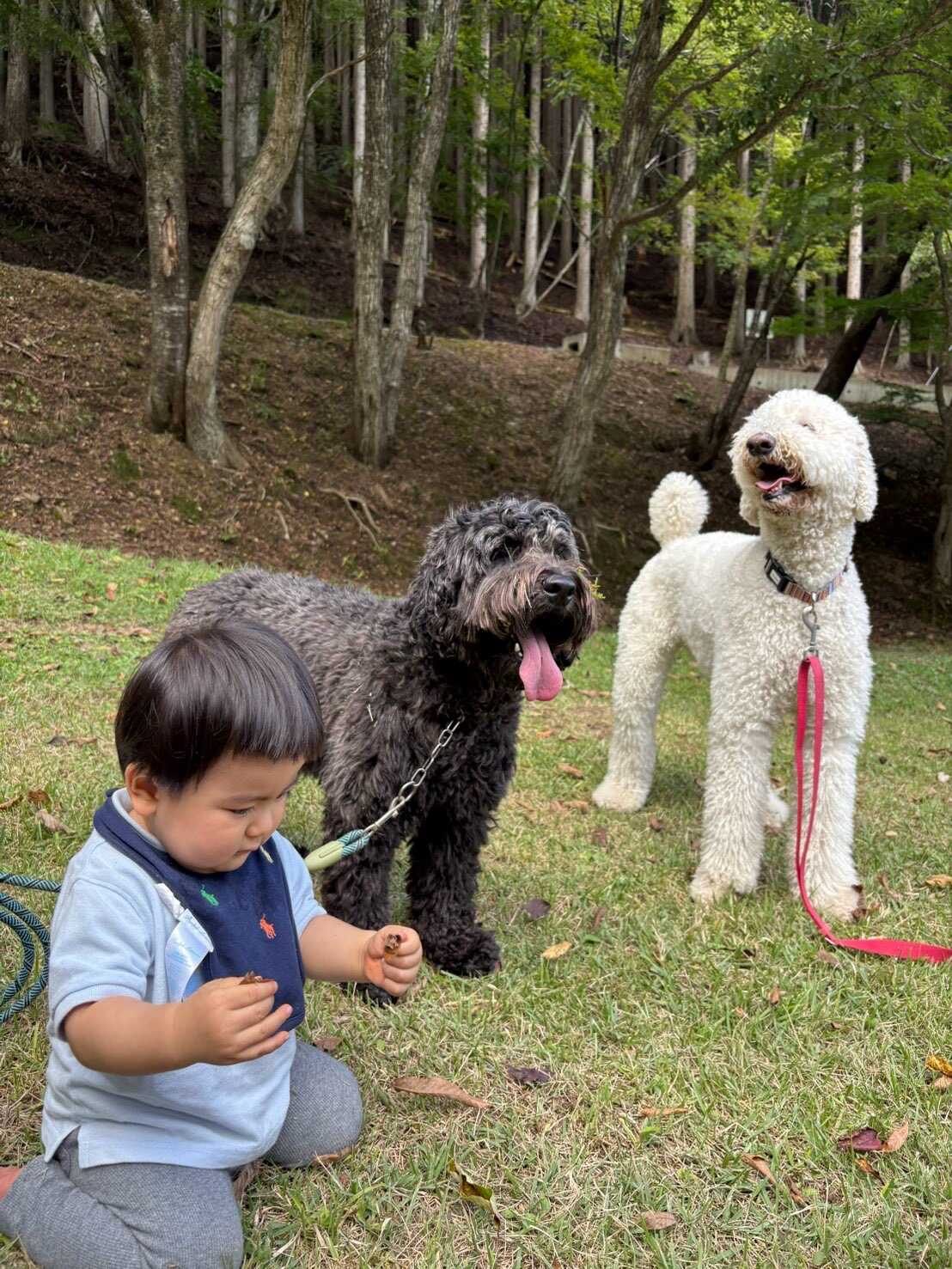 小さい子やワンコも楽しめる芝生