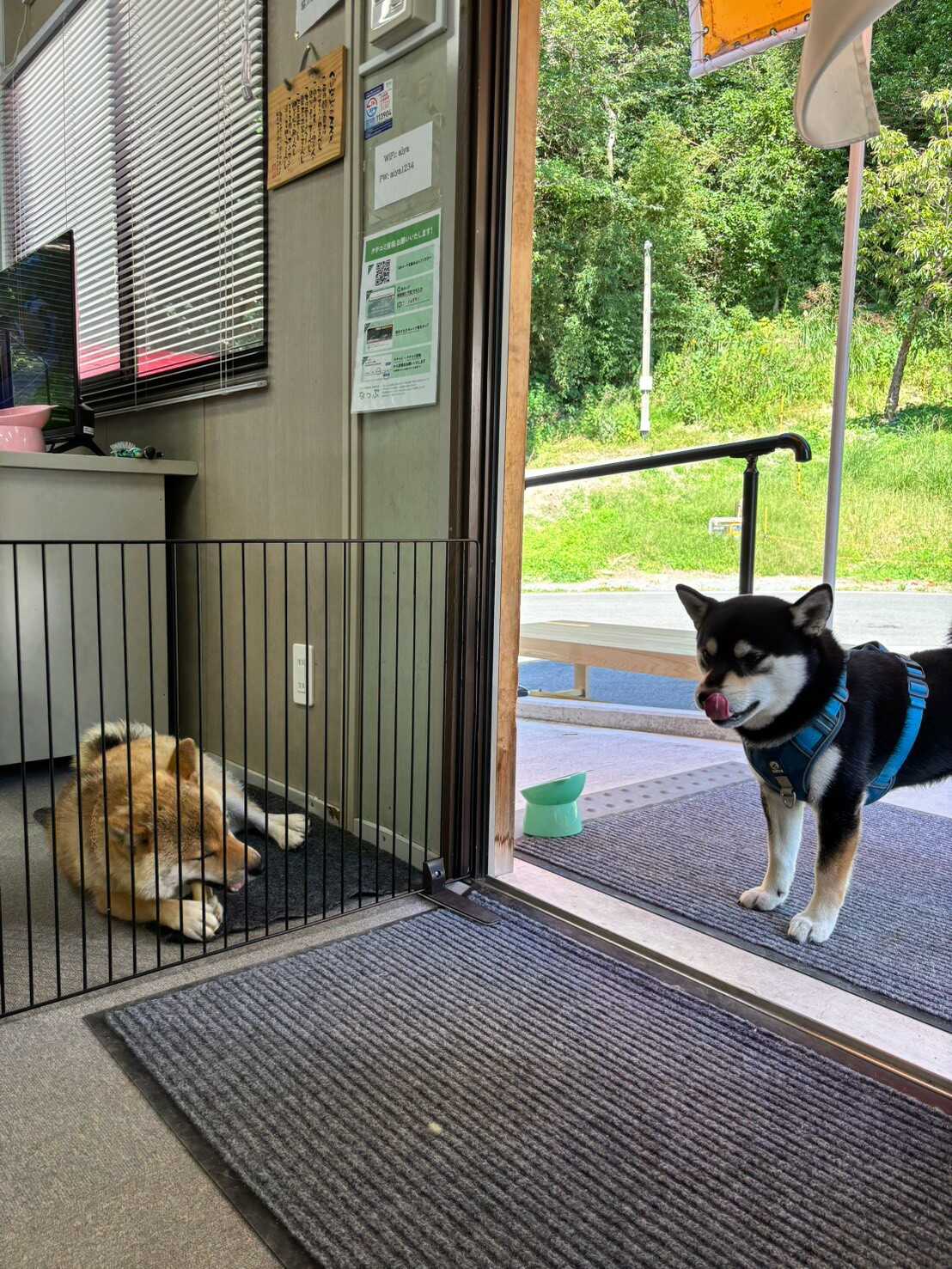 事務所と看板犬