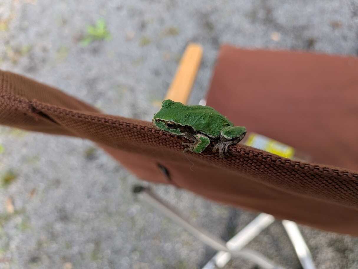 小さいカエルがいました