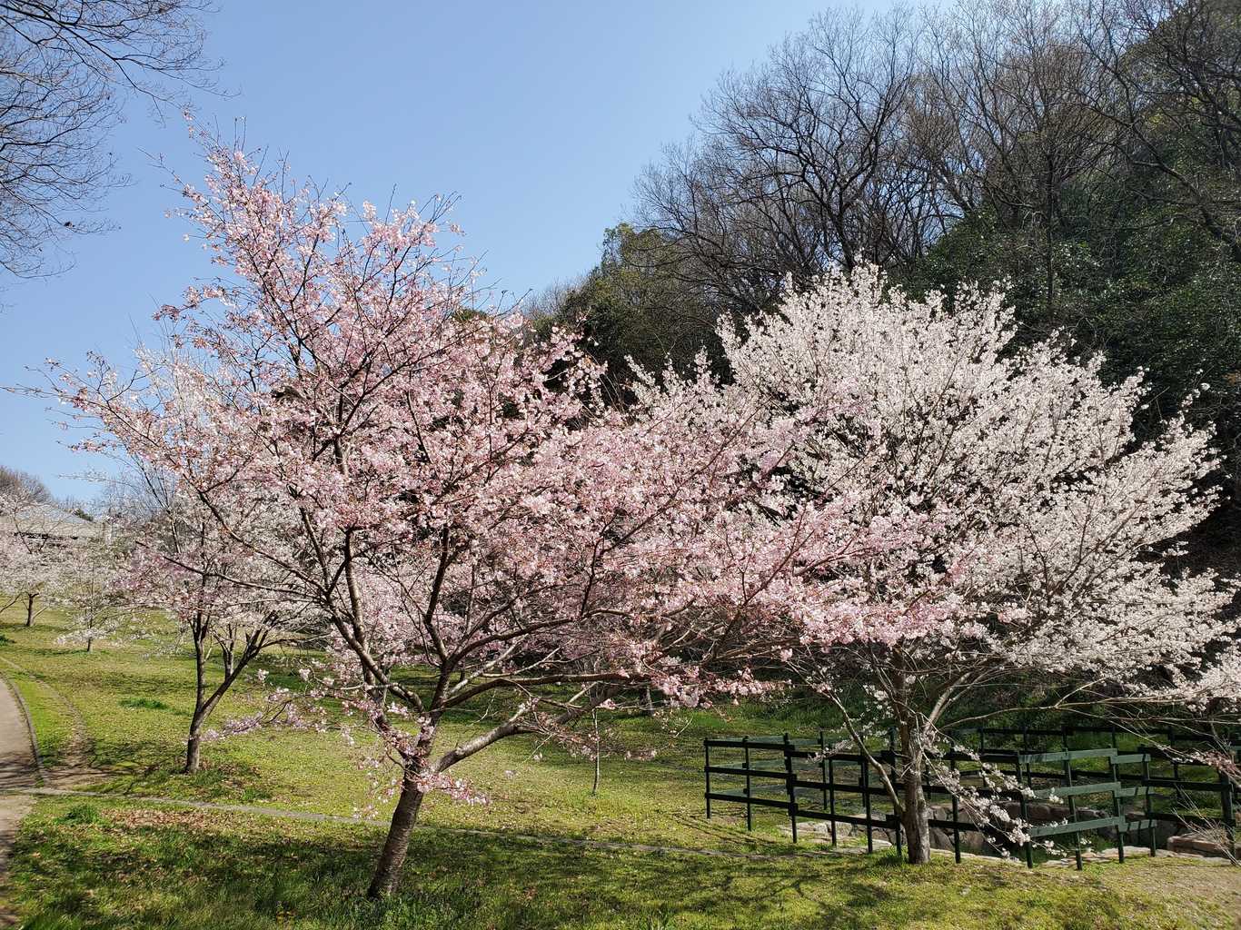 フォレスタ!早島町ふれあいの森公園 photo 3