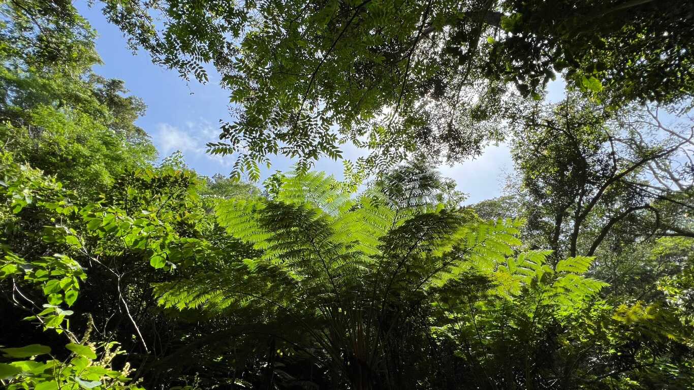 沖縄県 県民の森 photo 3