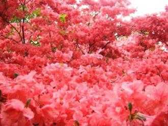 花見ヶ原森林公園 photo 3
