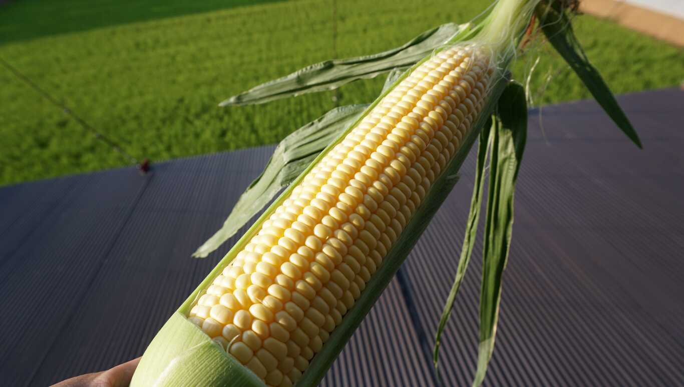 新鮮とうもろこし収穫体験