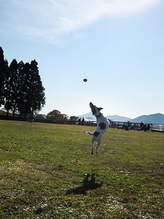 Field Dogs Garden photo 5