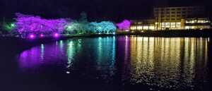 ホテル周辺の夜桜風景