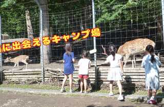 安平町鹿公園キャンプ場
