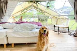 Glee Club(グリークラブ)/犬と星見るグランピングサイト
