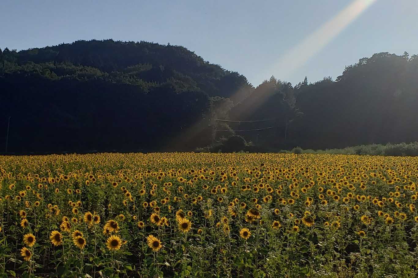 Sunshine Style Village